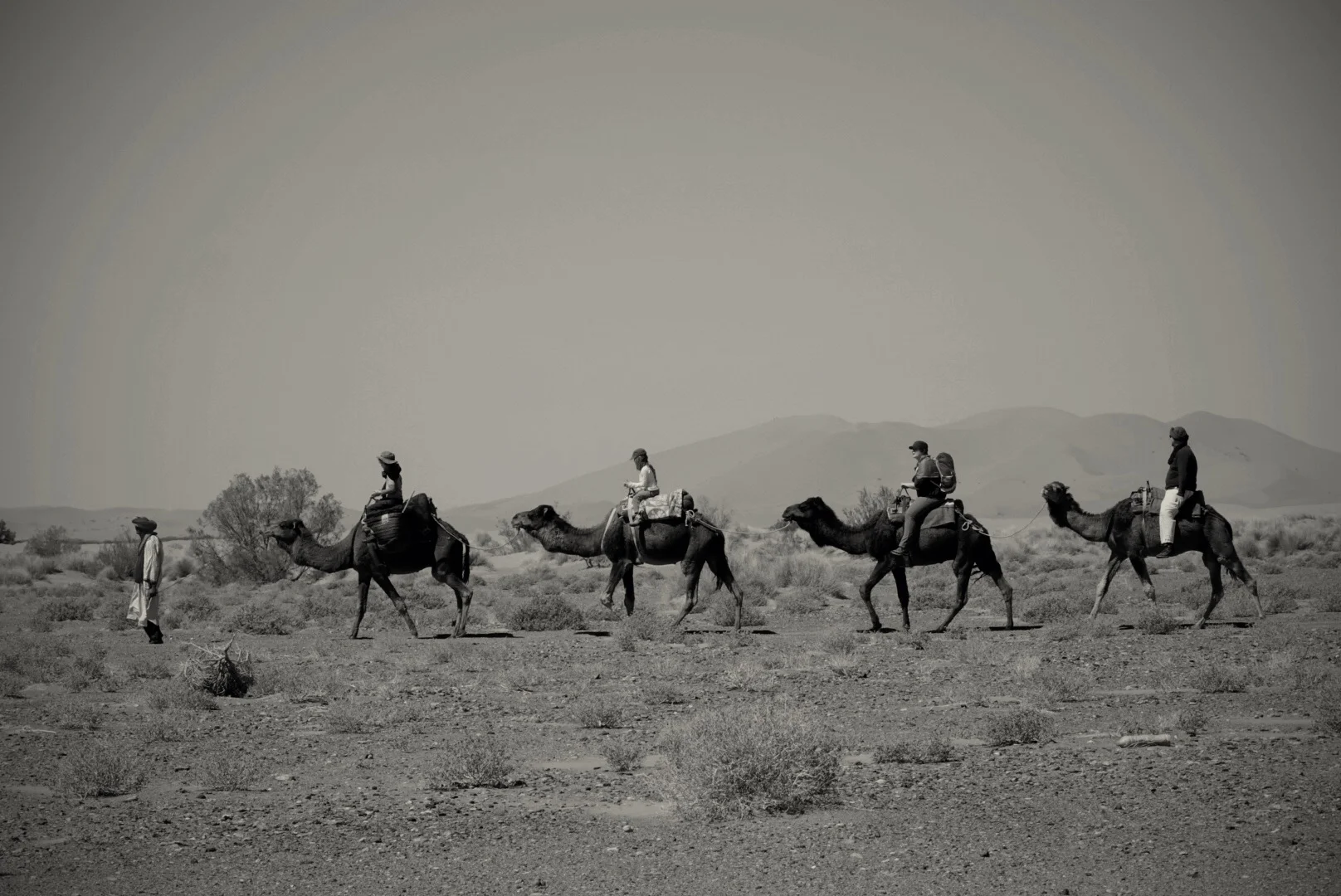 Canvas Camel Caravan