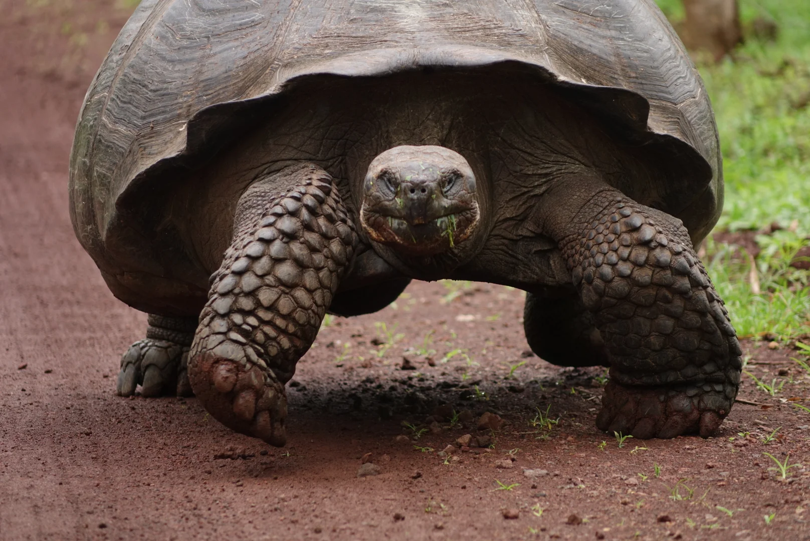 Giant Tortoise George