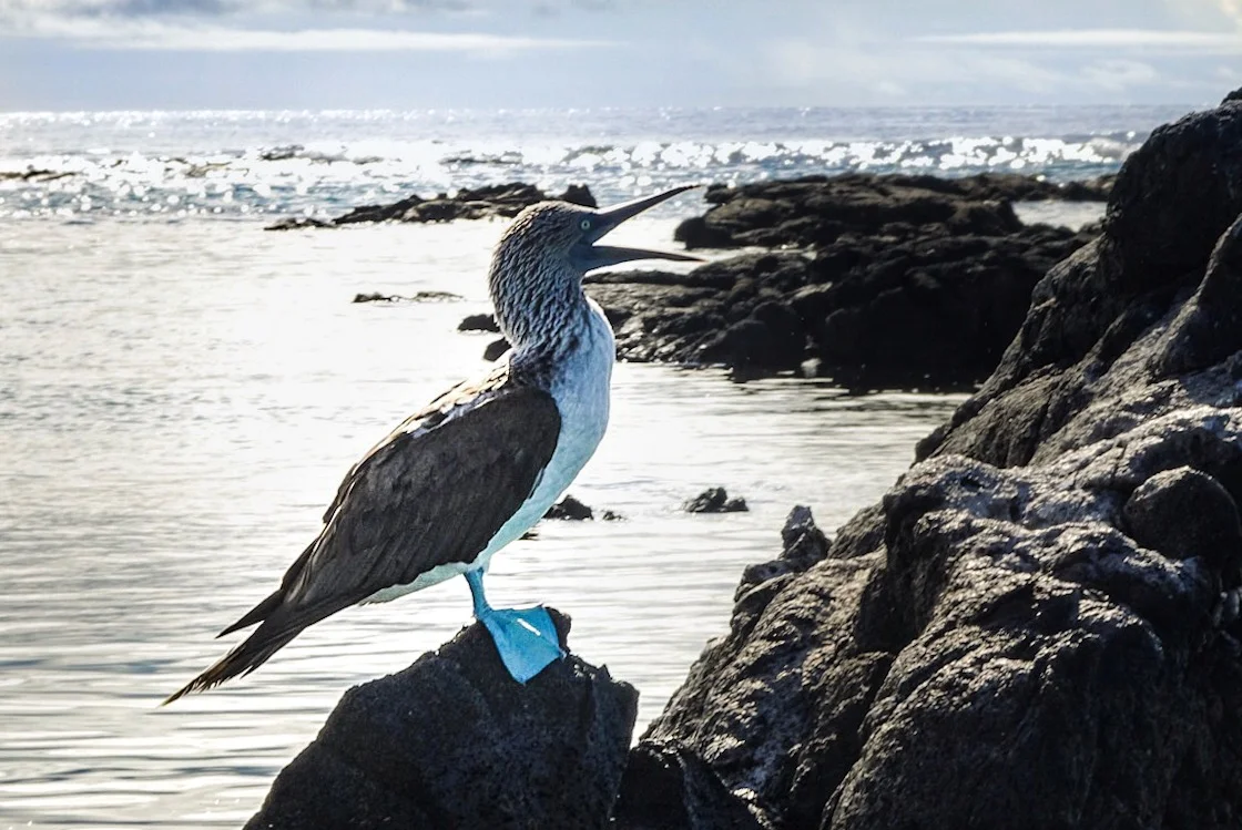 Galapagos Blue-Footed Booby