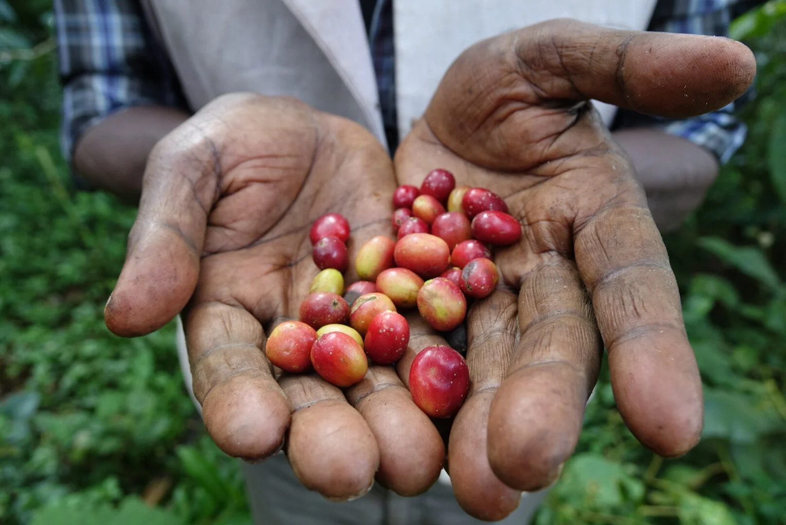 Ethiopia_Gela_Harvest.JPG