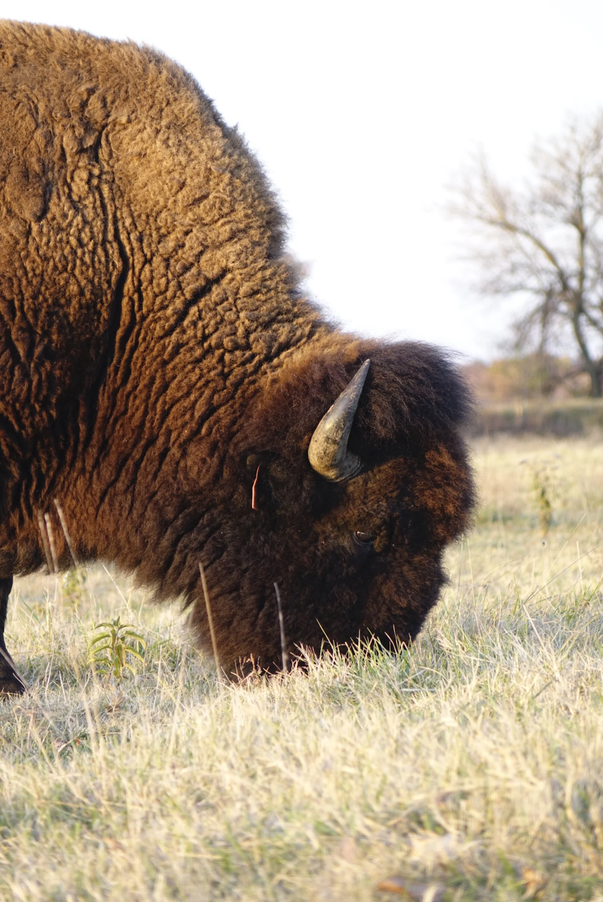 grazing .JPG