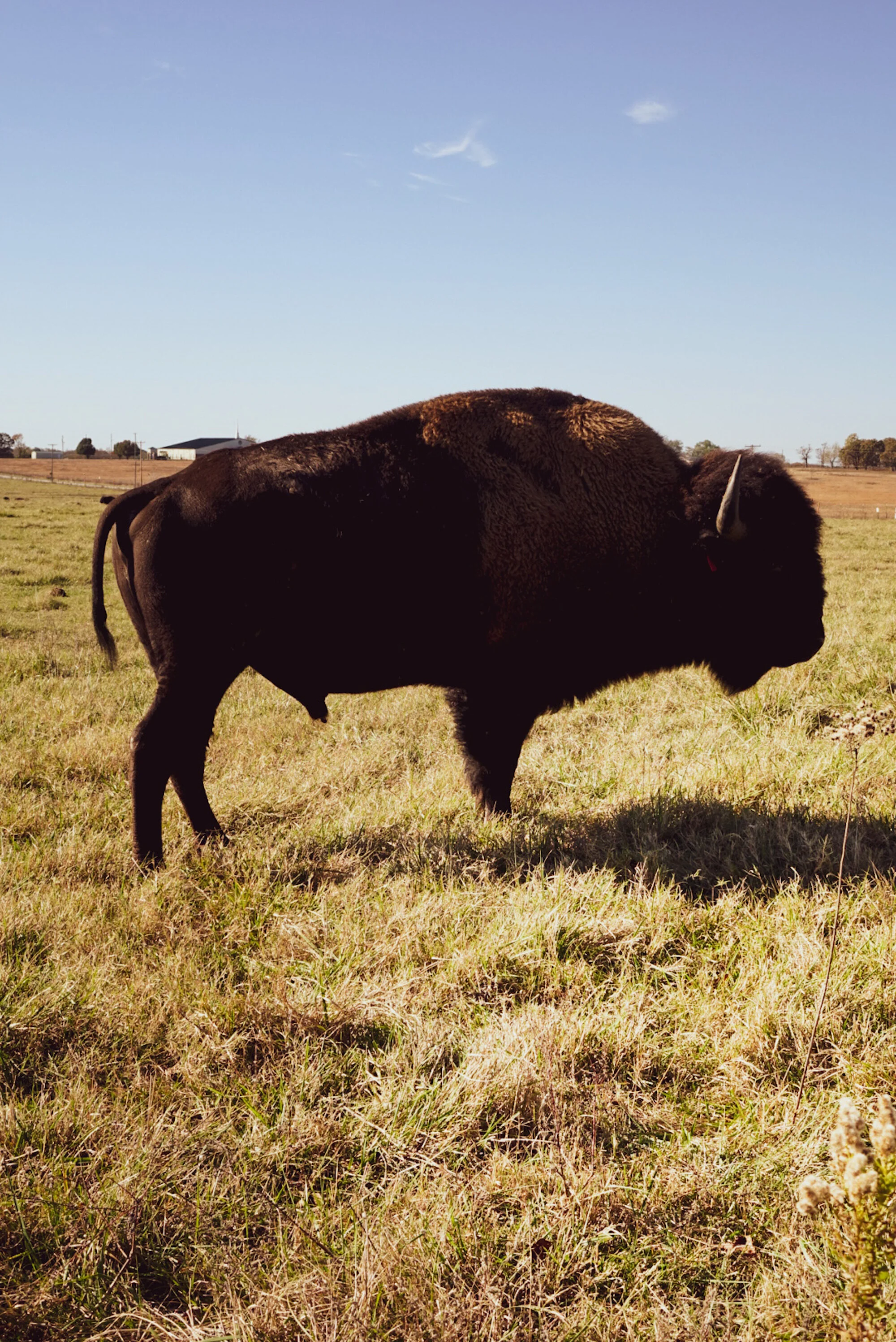portrait bison.JPG