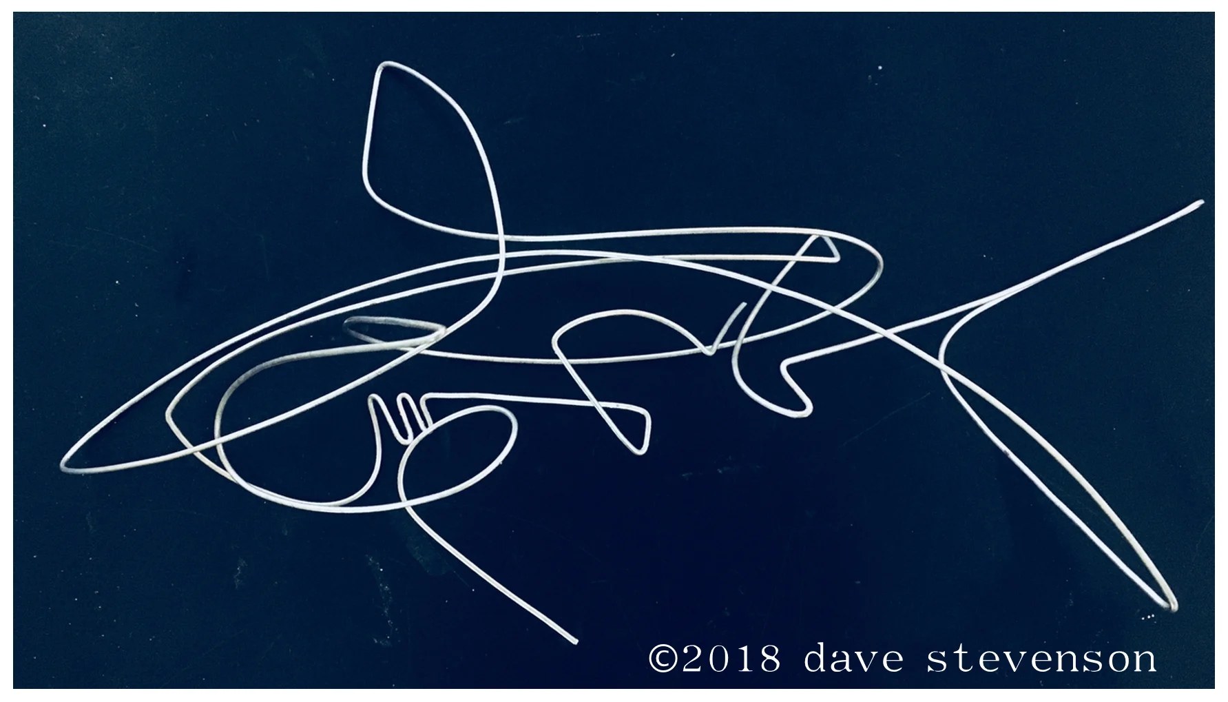 CaribbeanReefShark.jpeg