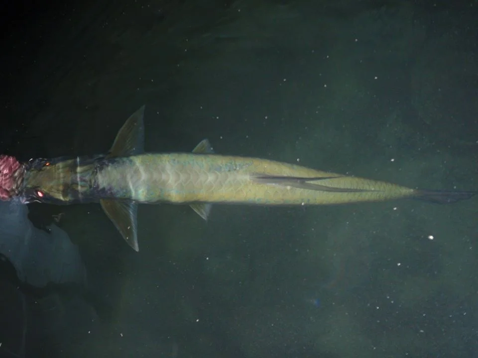 20lb Night Tarpon