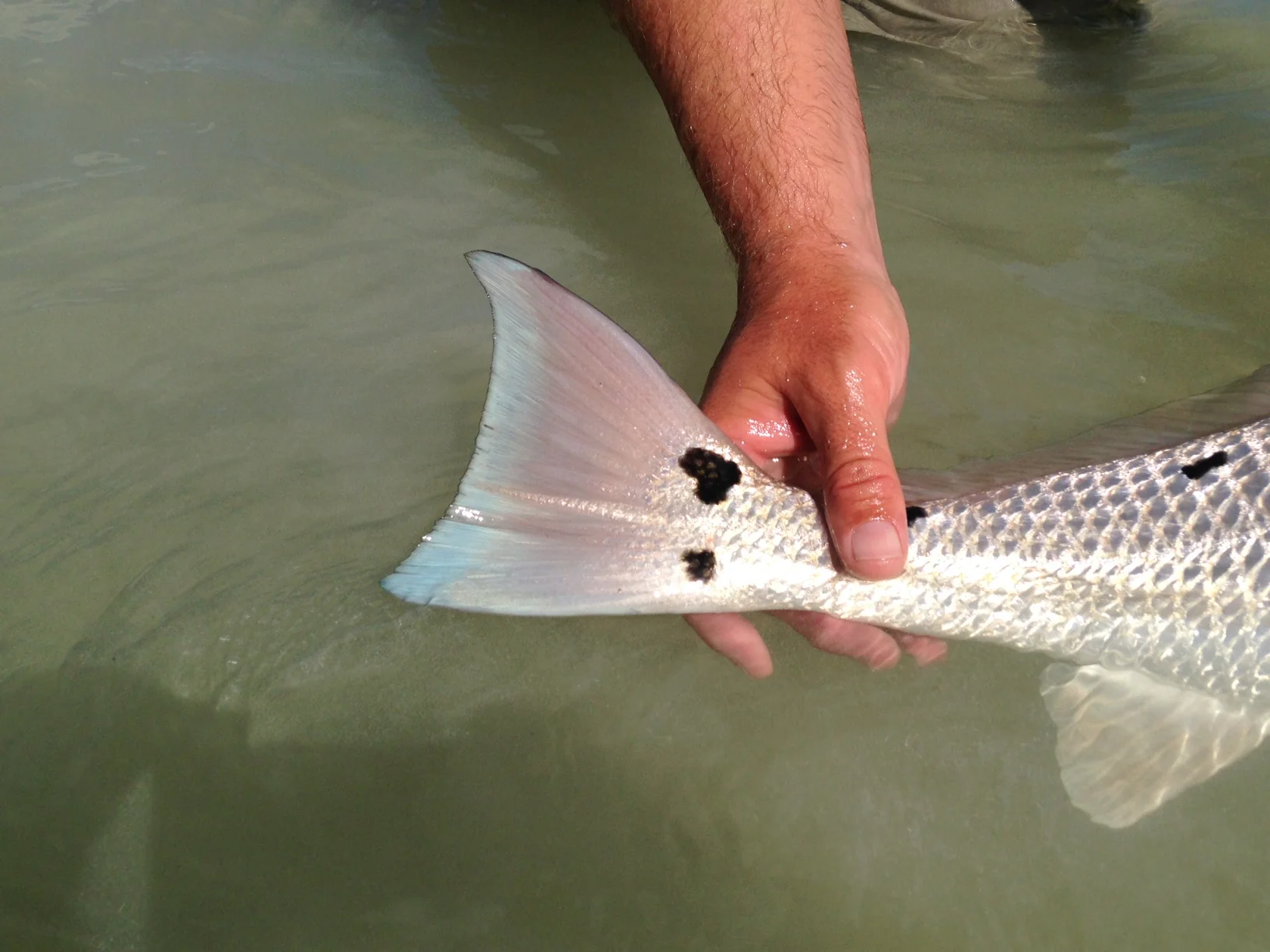 Lower Keys Redfish