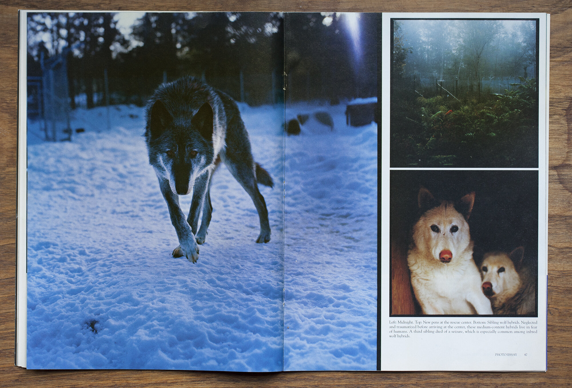  “Between the Dog and the Wolf,”  Harper’s Magazine , February 2015 