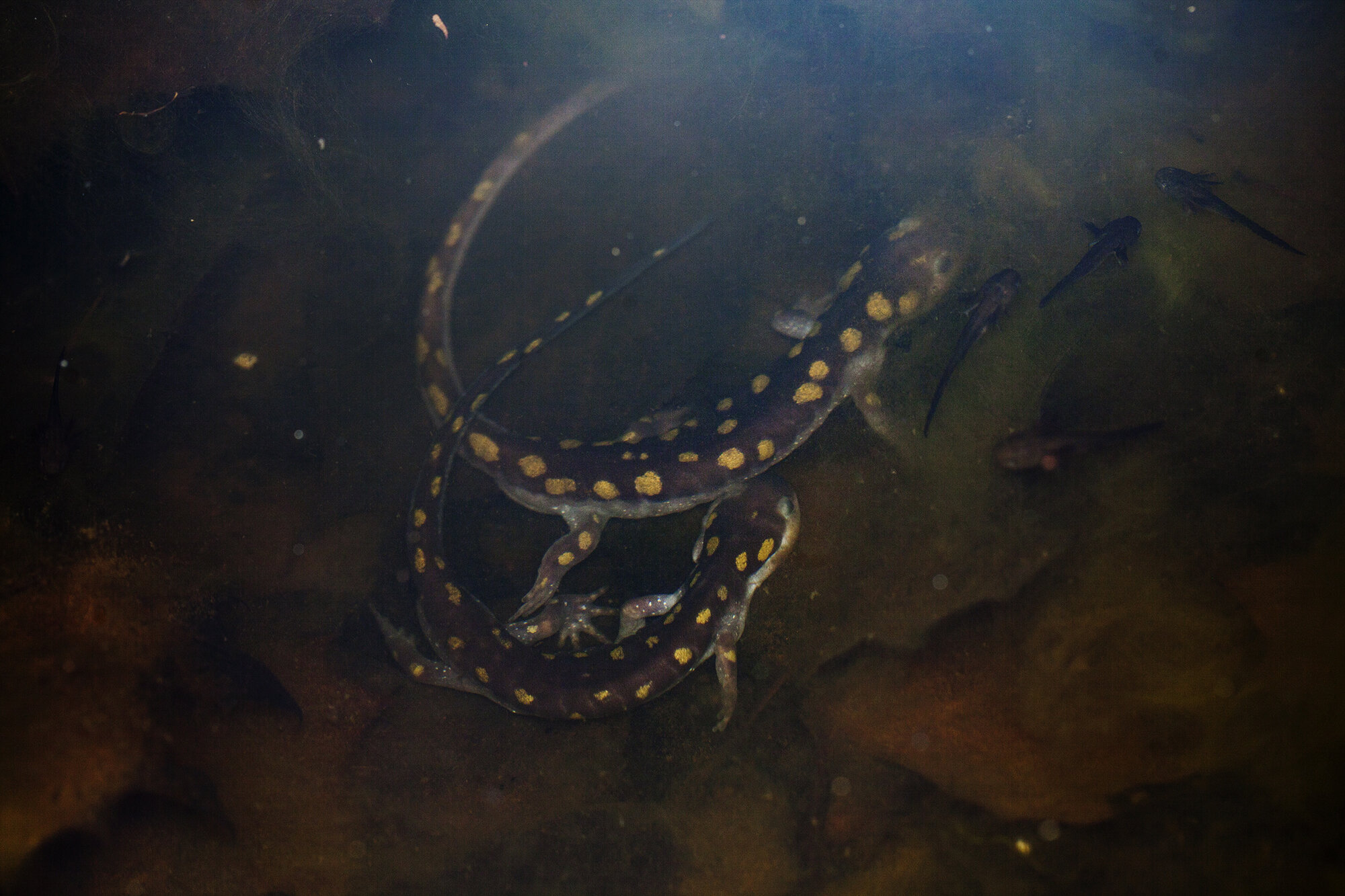   Ambystoma maculatum  and  Ambystoma opacum  larva 