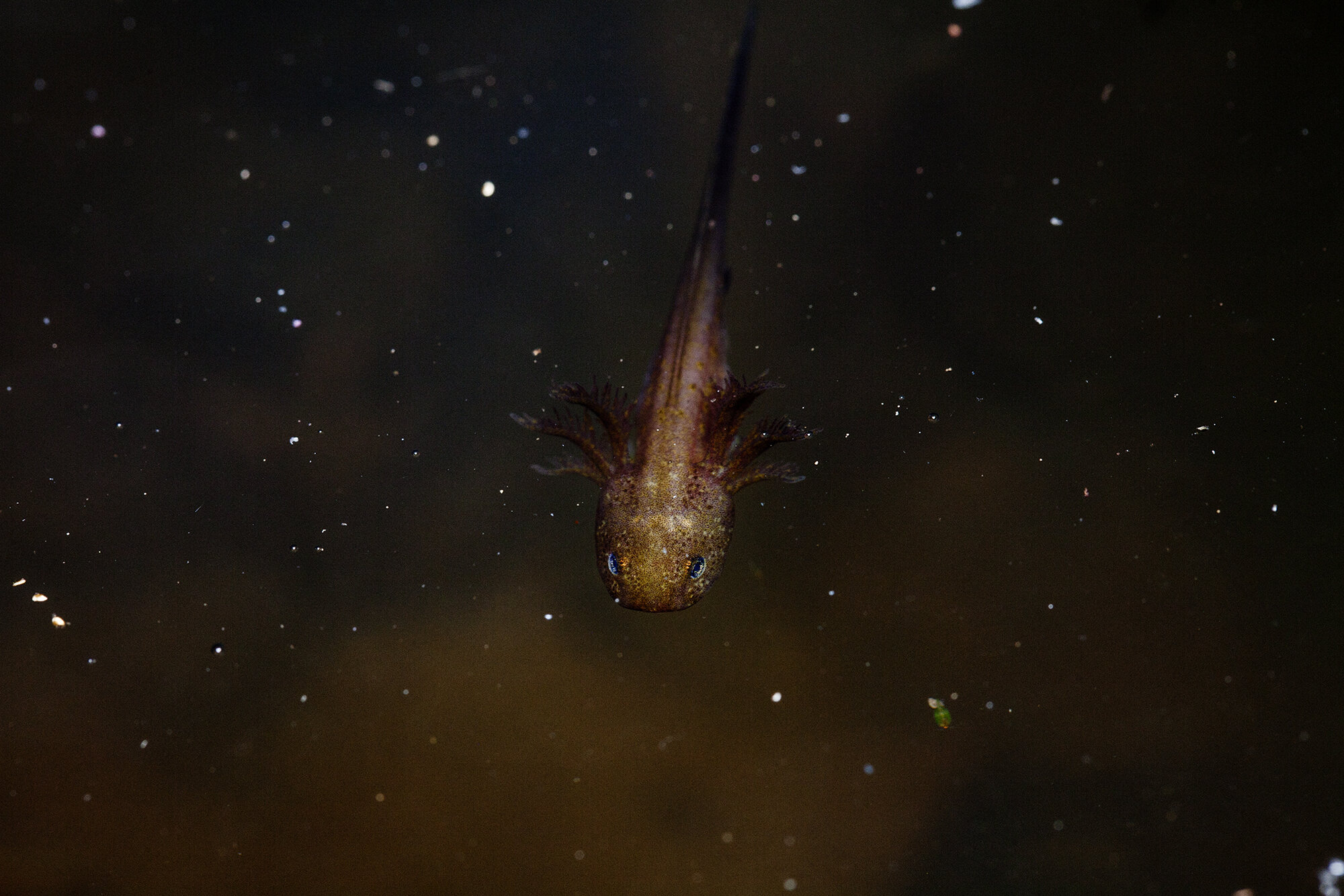   Ambystoma opacum  