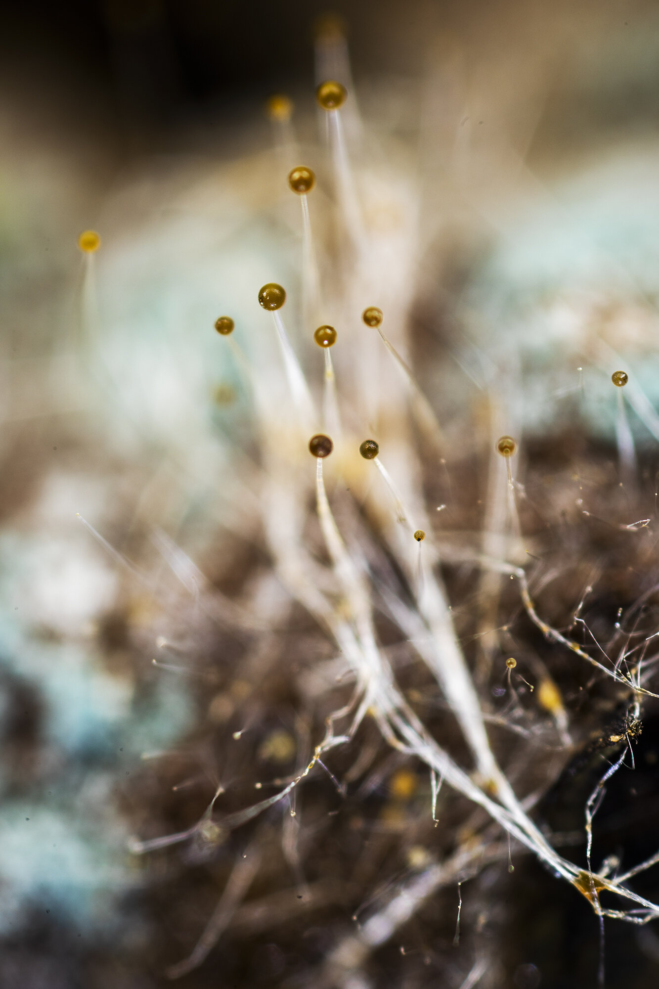  Mucoralean fungi 