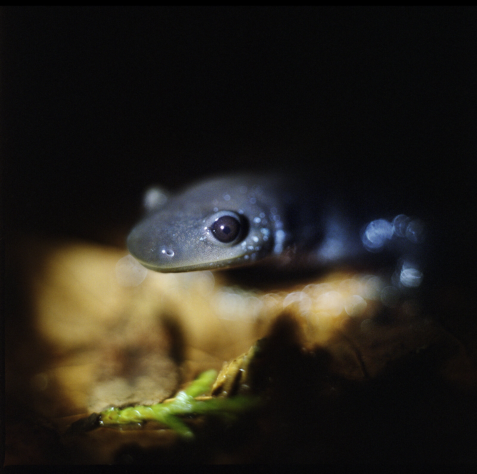   Ambystoma jeffersonianum  