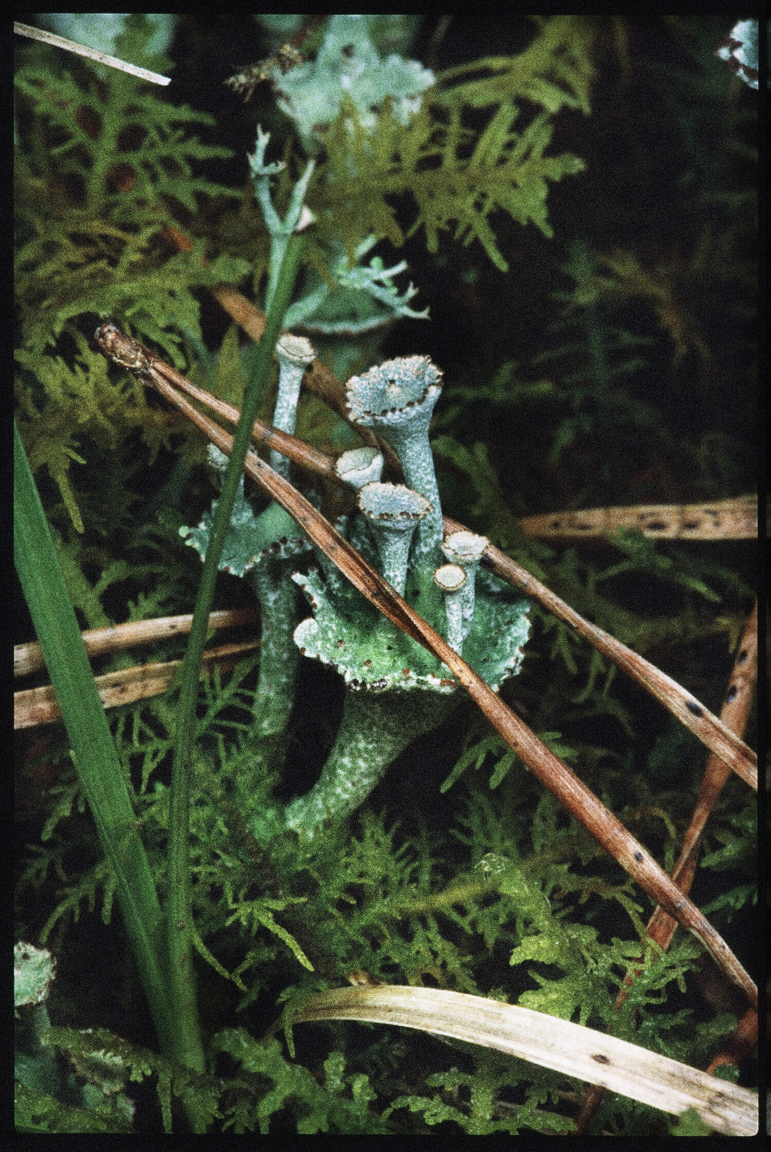   Cladonia verticillata  