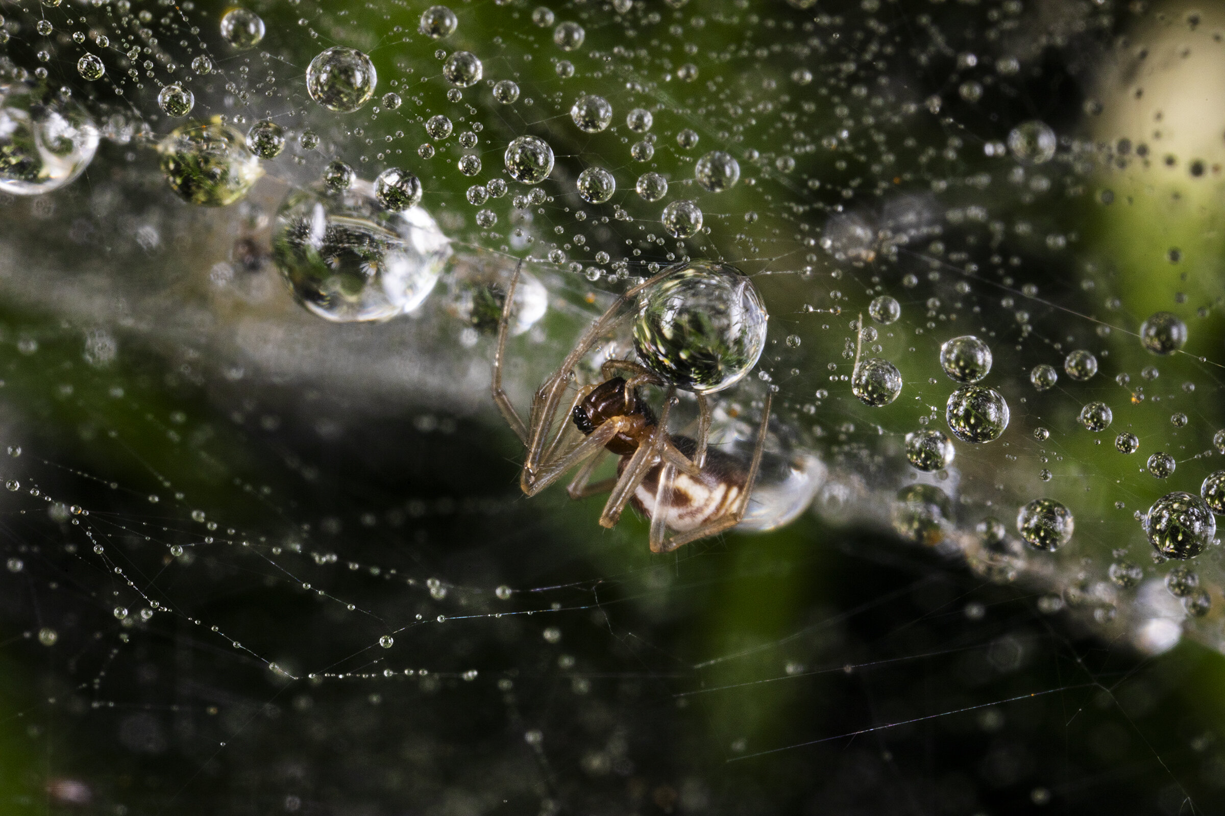   Frontinella communis  