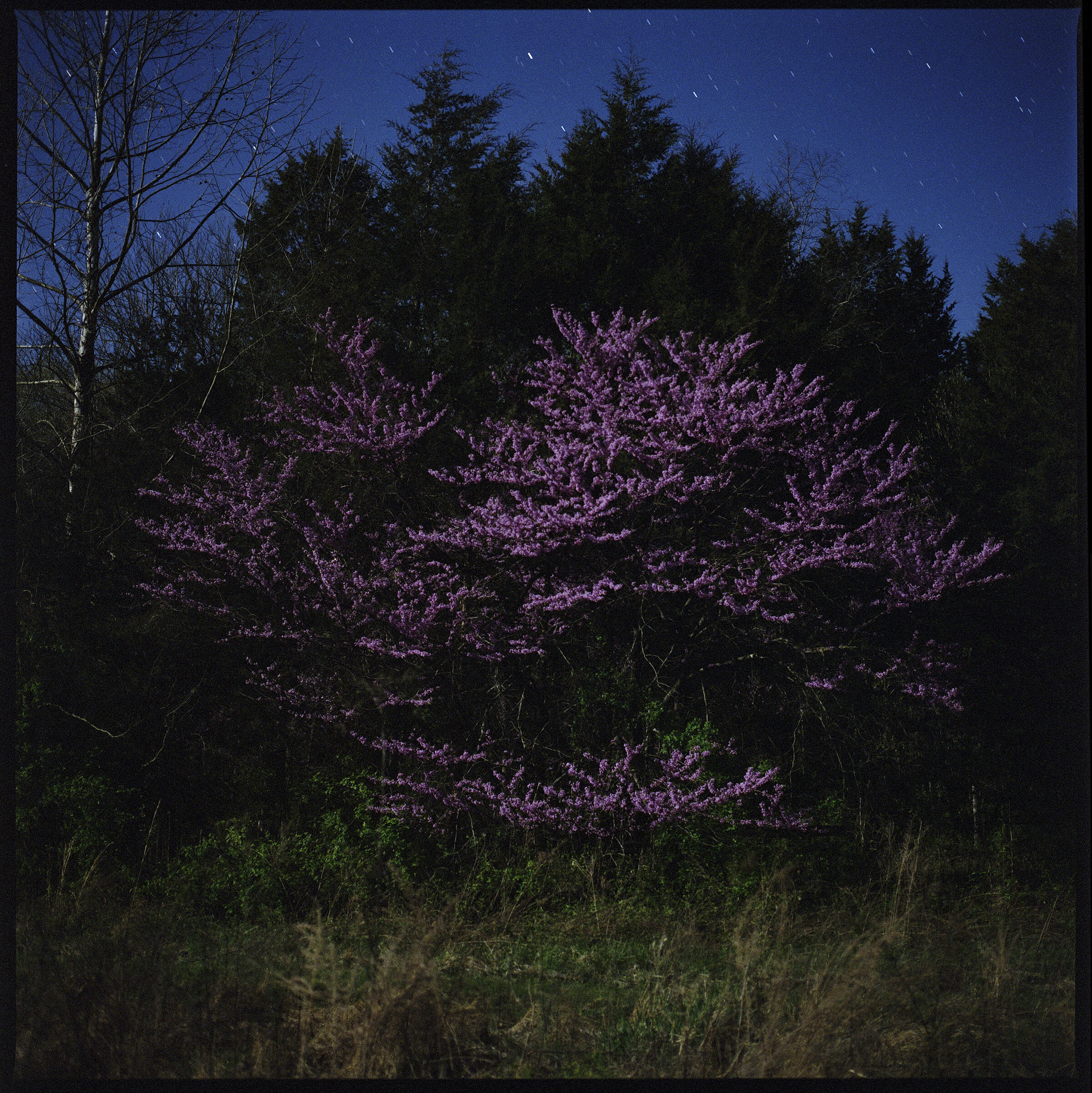   Cercis canadensis  