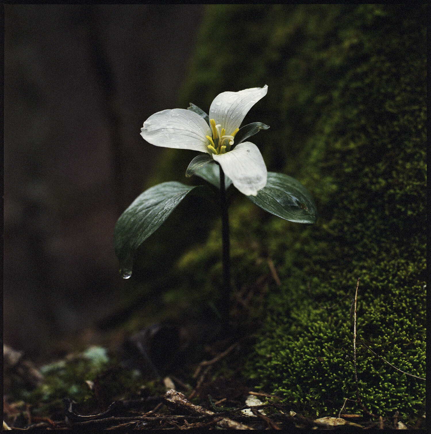   Trillium nivale  