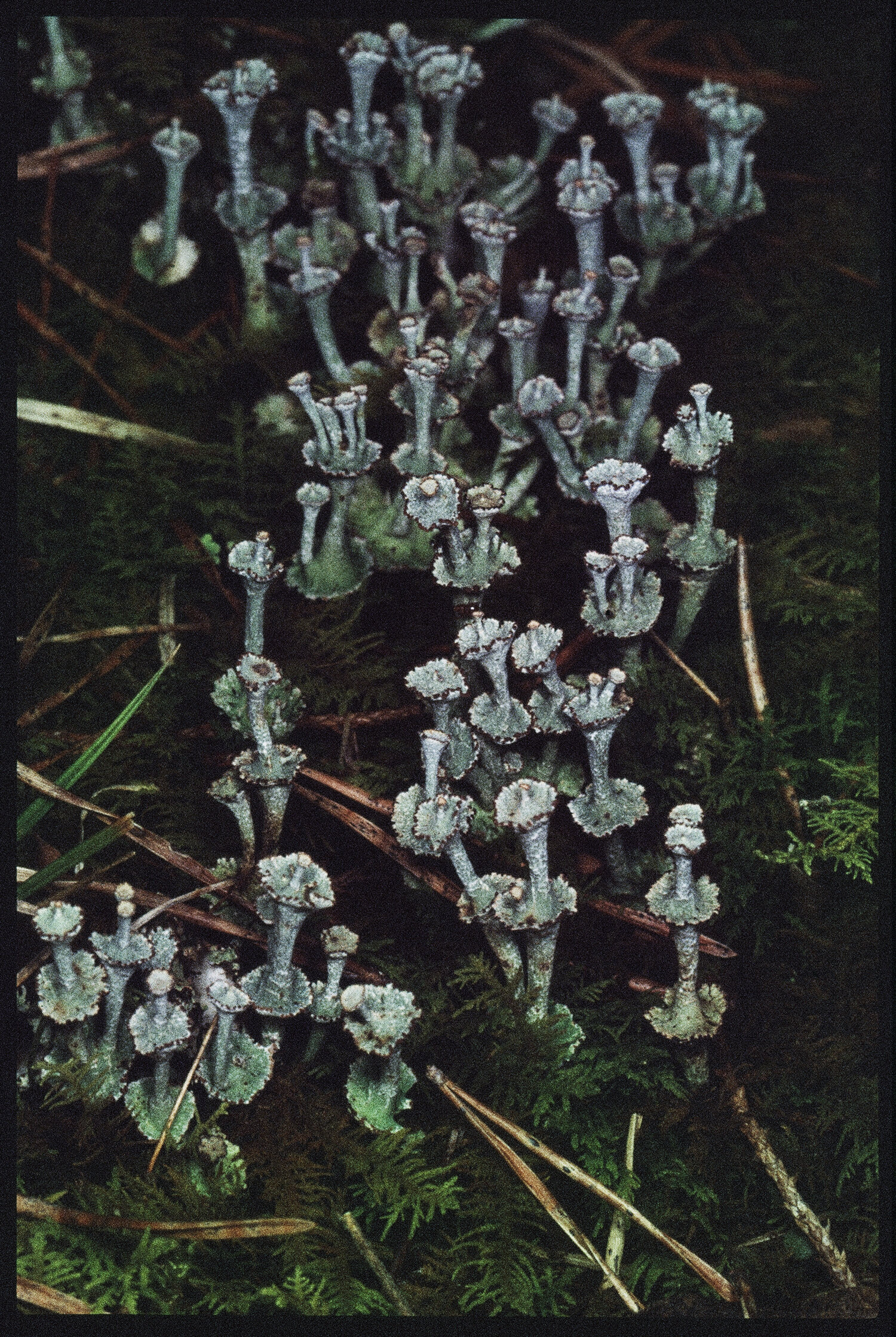   Cladonia cervicornis ﻿﻿﻿  