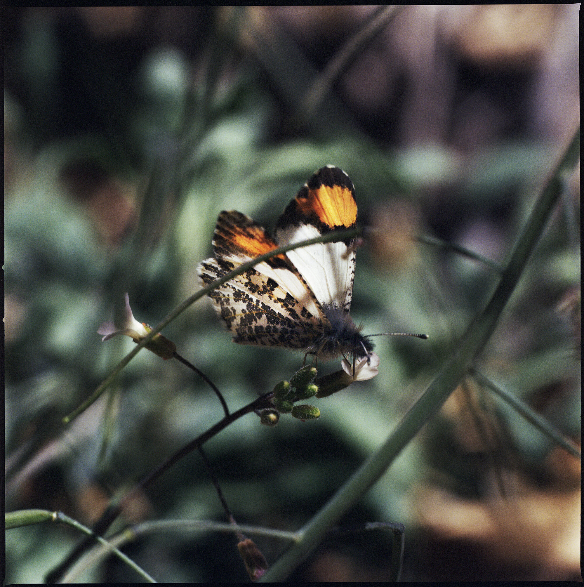  Sara orangetip butterfly ( Anthocharis sara ) on Stiffarm rock cress, Ga’an Canyon, Arizona 