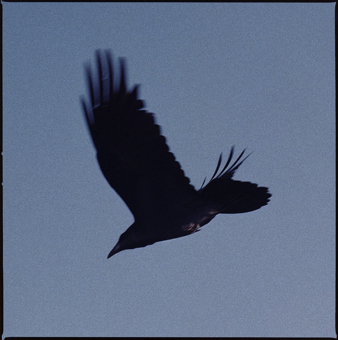  Raven, Chi’chil Biłdagoteel (Oak Flat), Arizona 