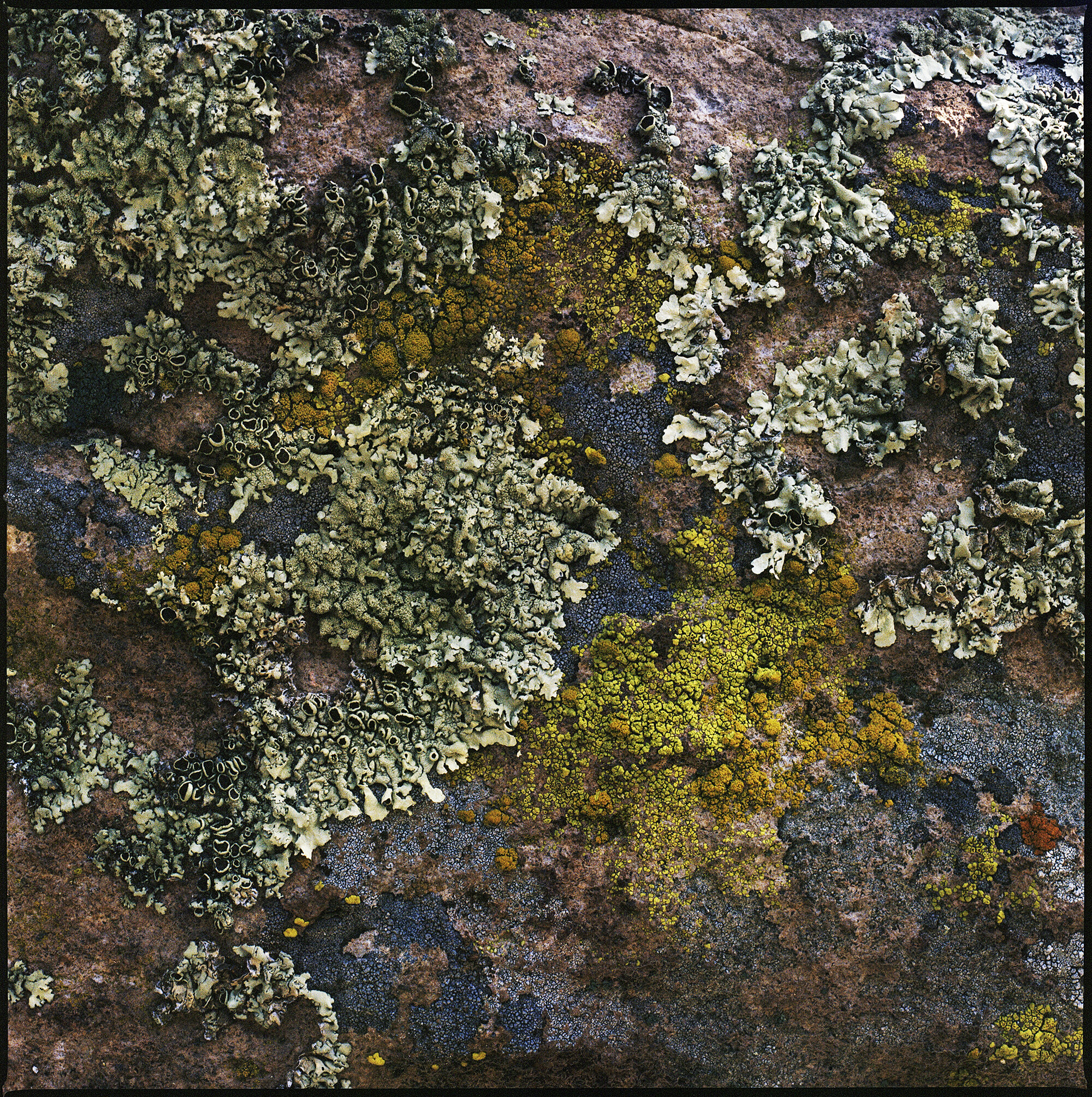  Crustose and foliose lichens, Chi’chil Biłdagoteel (Oak Flat), Arizona 