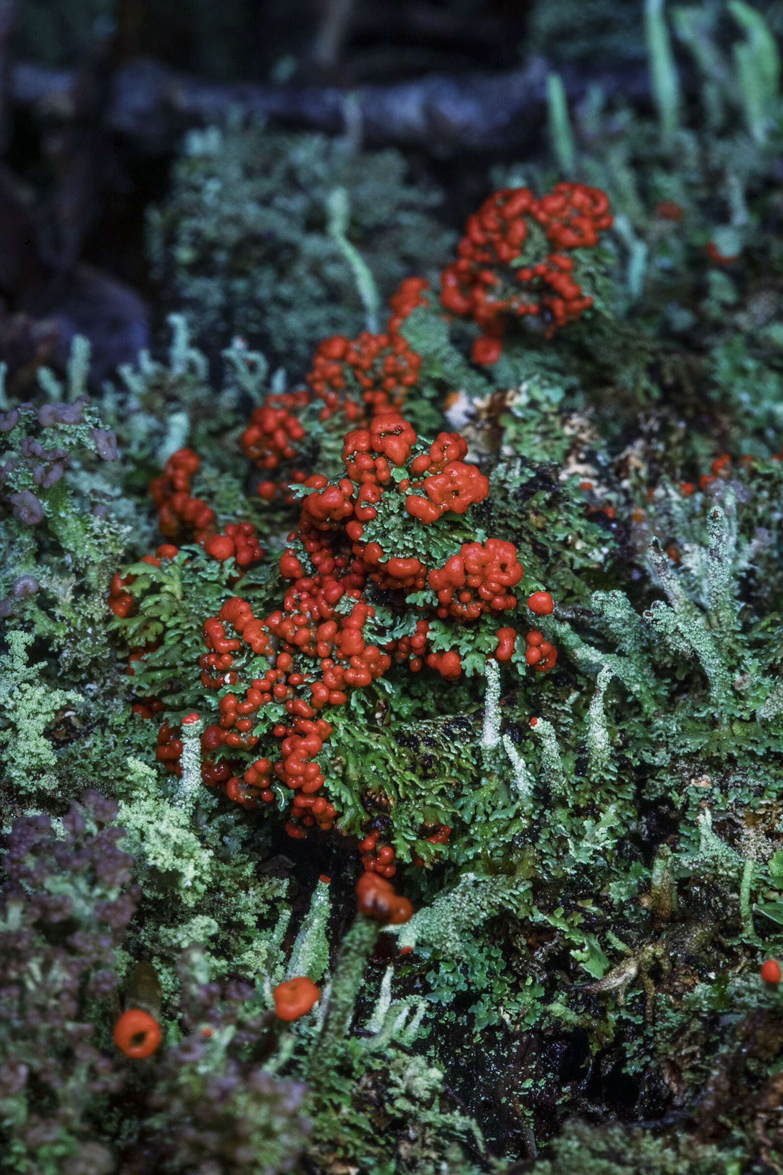   Cladonia didyma ,  Cladonia  spp. 