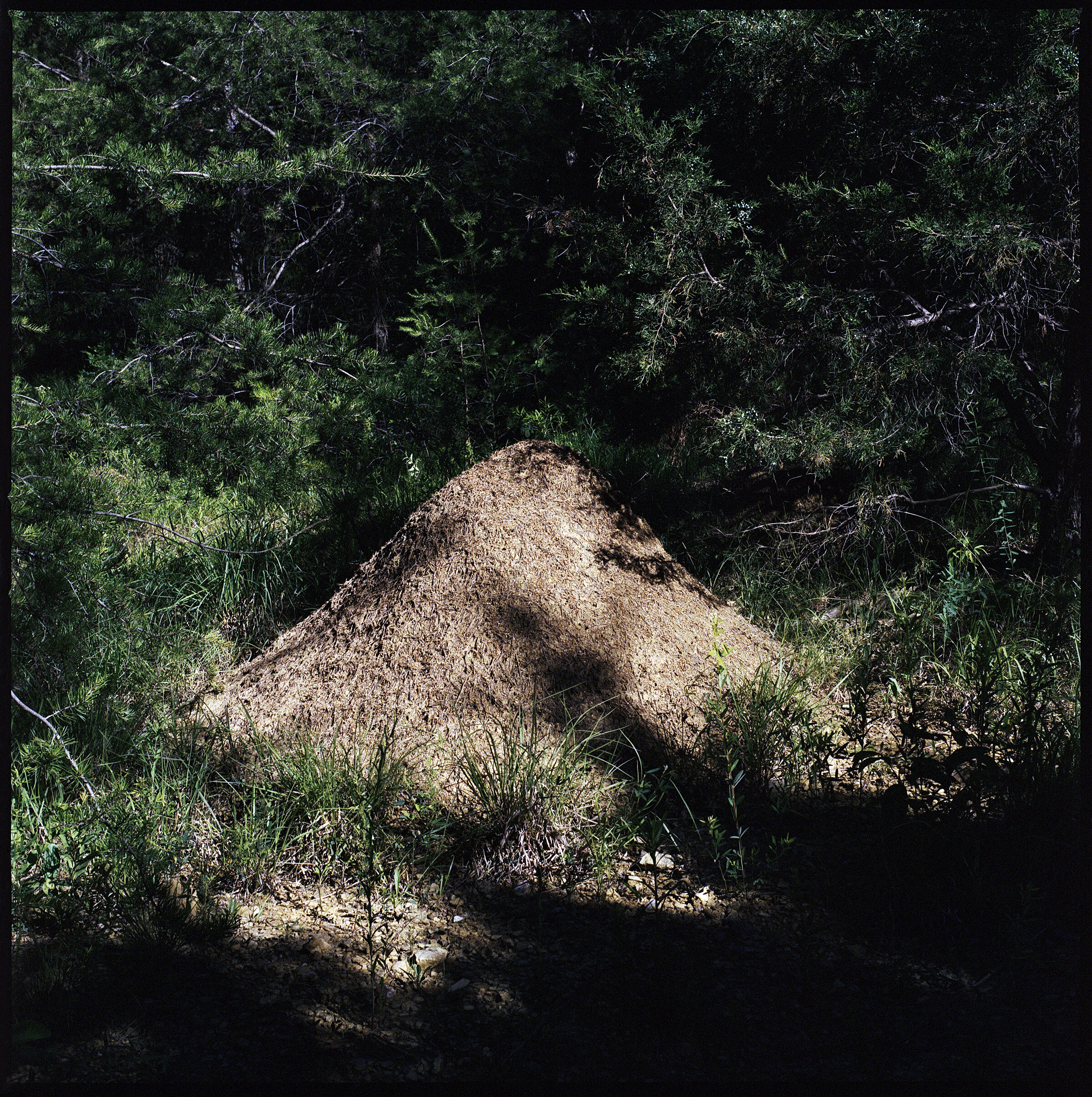   Formica exsectoides  mound 