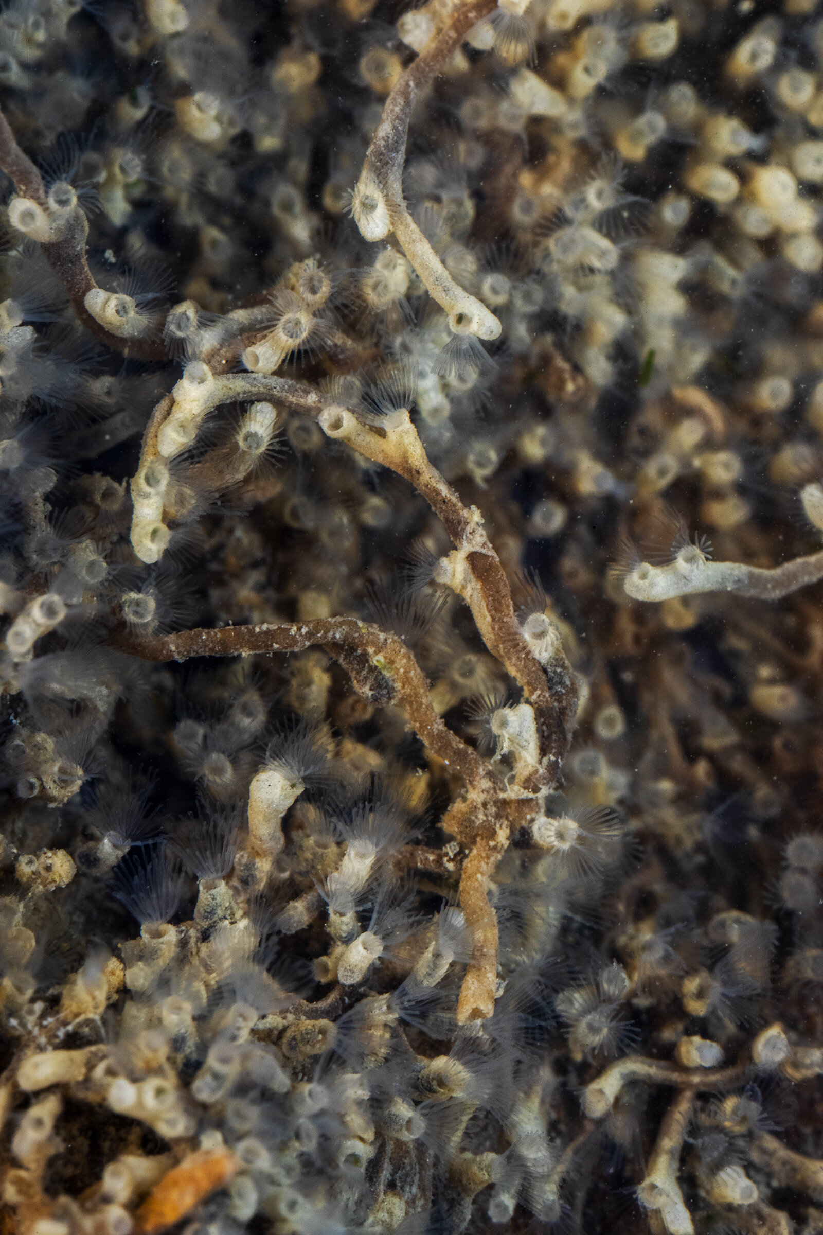  Freshwater bryozoan ( Plumatella  sp.) 