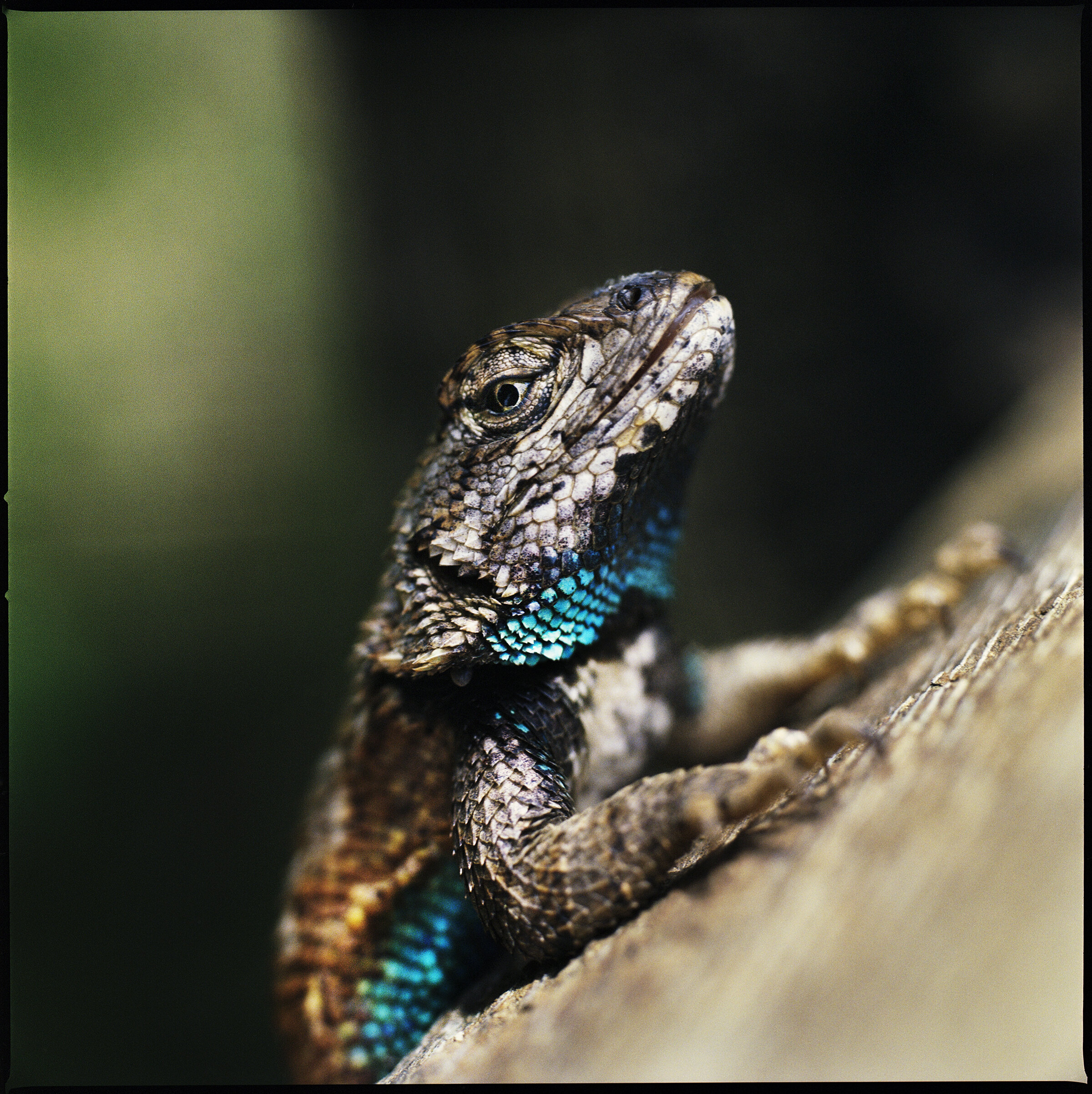   Sceloporus undulatus  