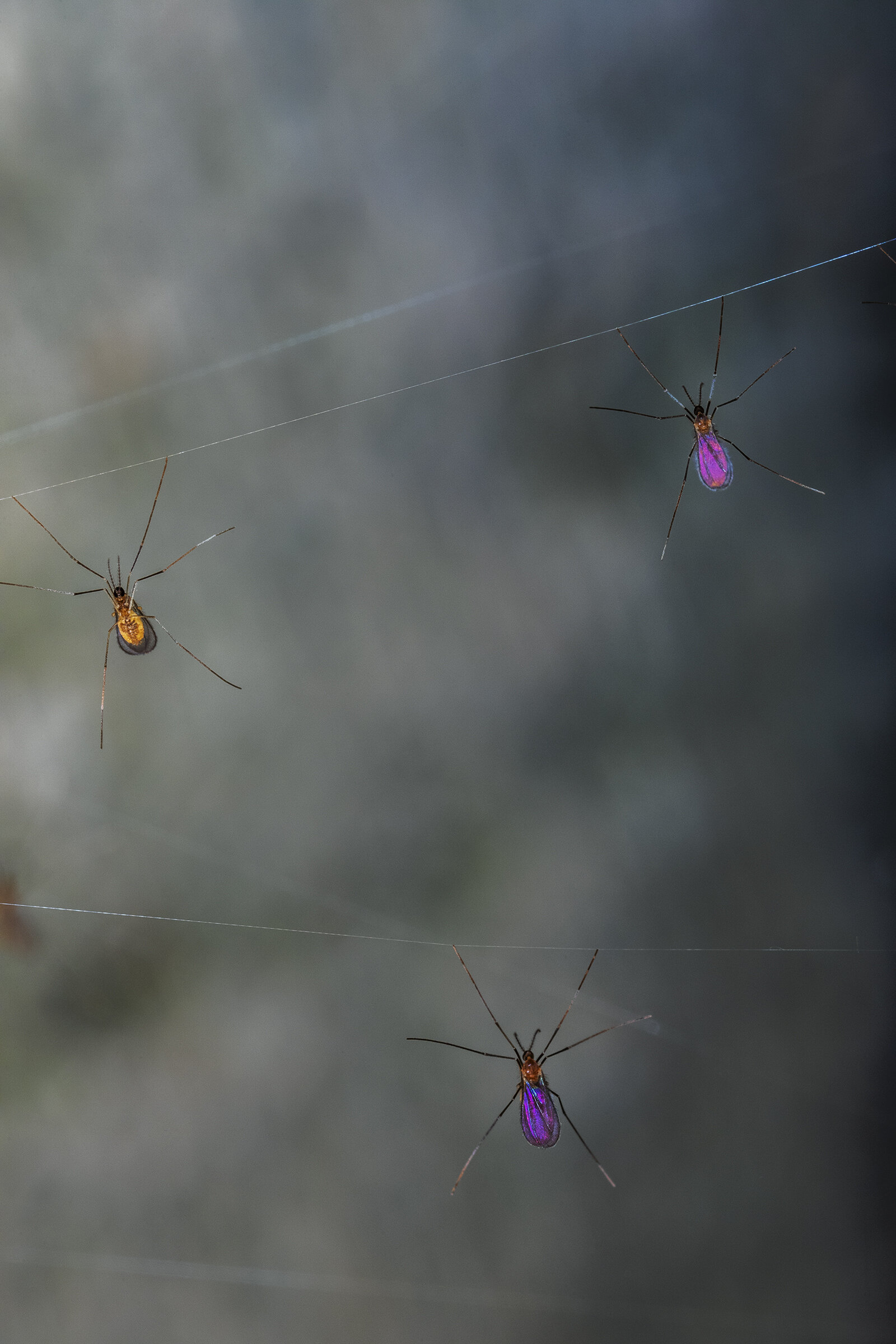  Gall-making midge flies 