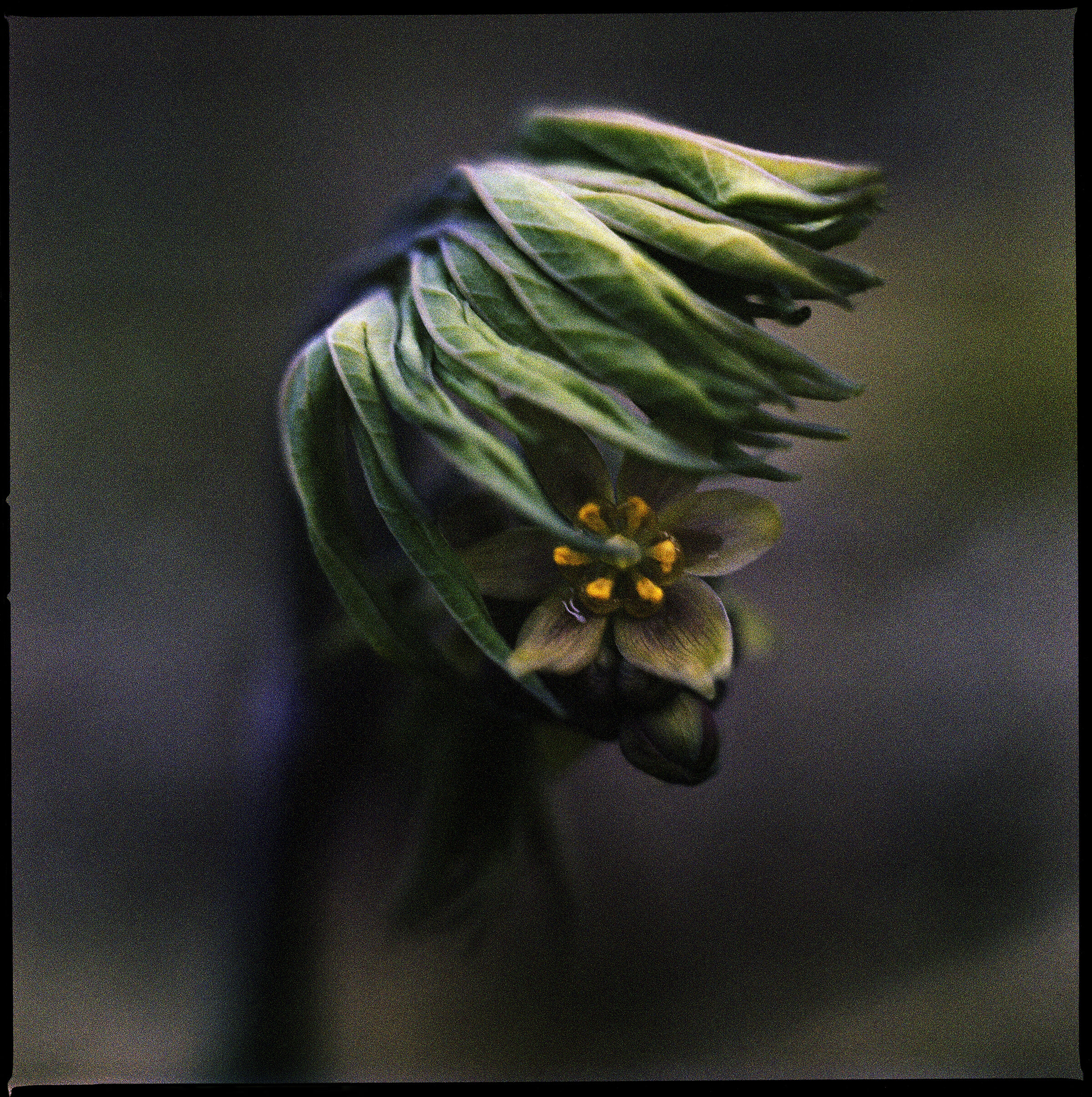   Caulophyllum thalictroides  