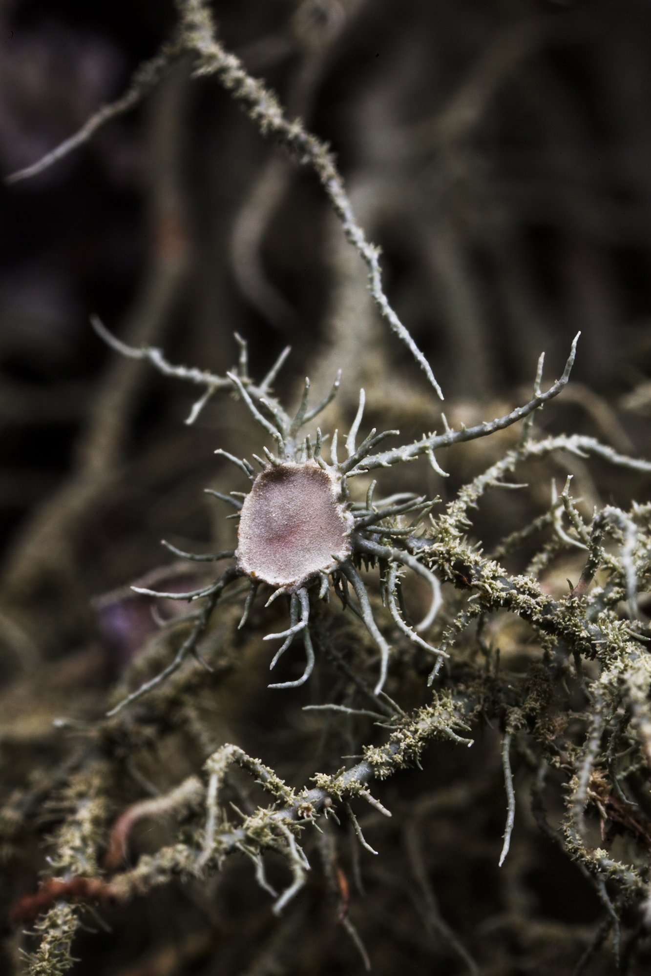   Usnea strigosa  