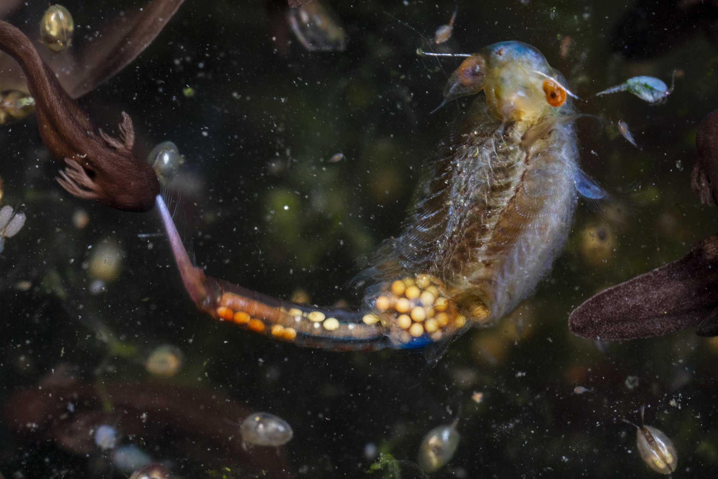   Eubranchipus  sp.,  Lithobates sylvaticus,  copepods ,  ostracods 