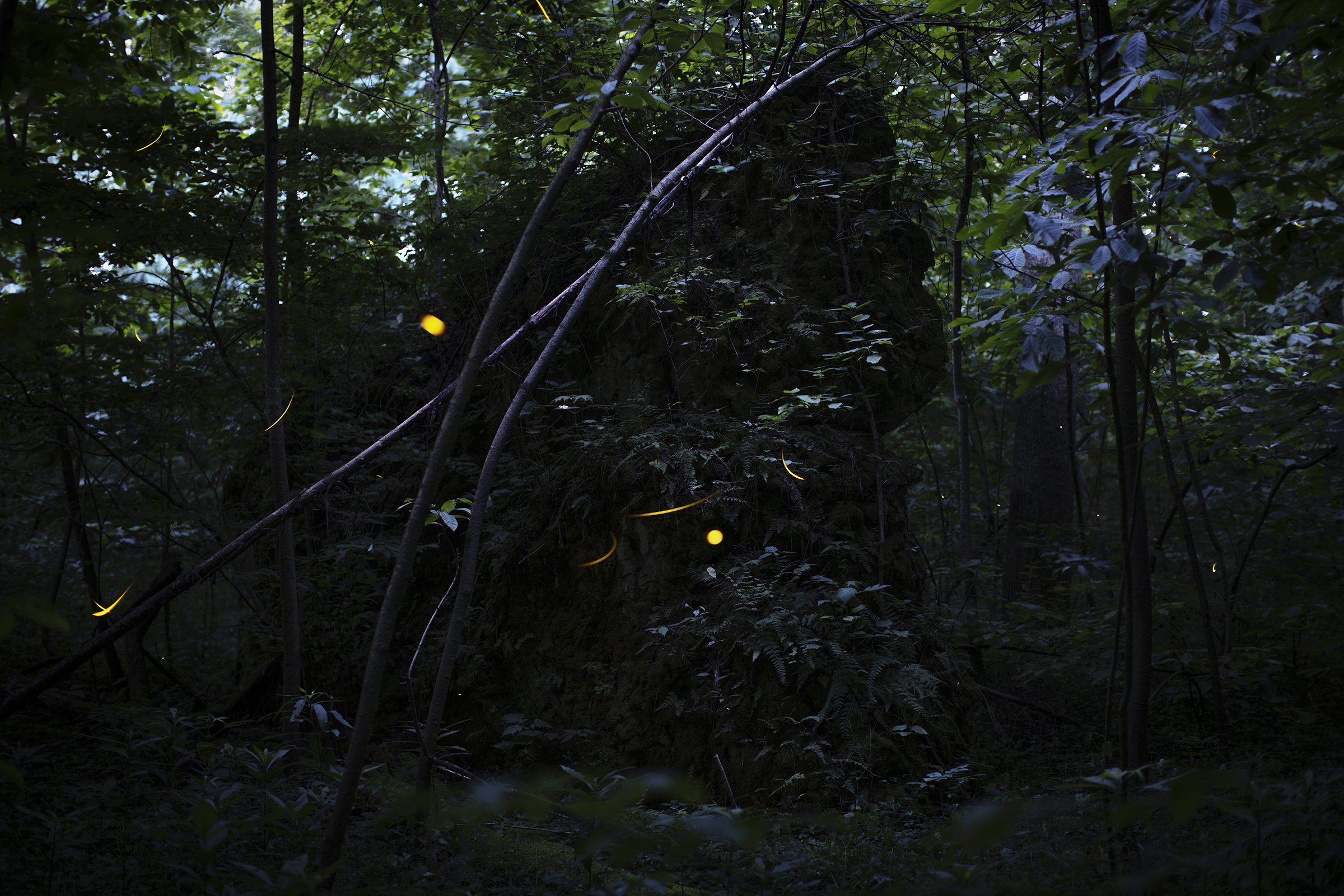   Photinus pyralis  and  Photinus macdermotti  fireflies   at dusk, Appalachian Ohio, 2020 