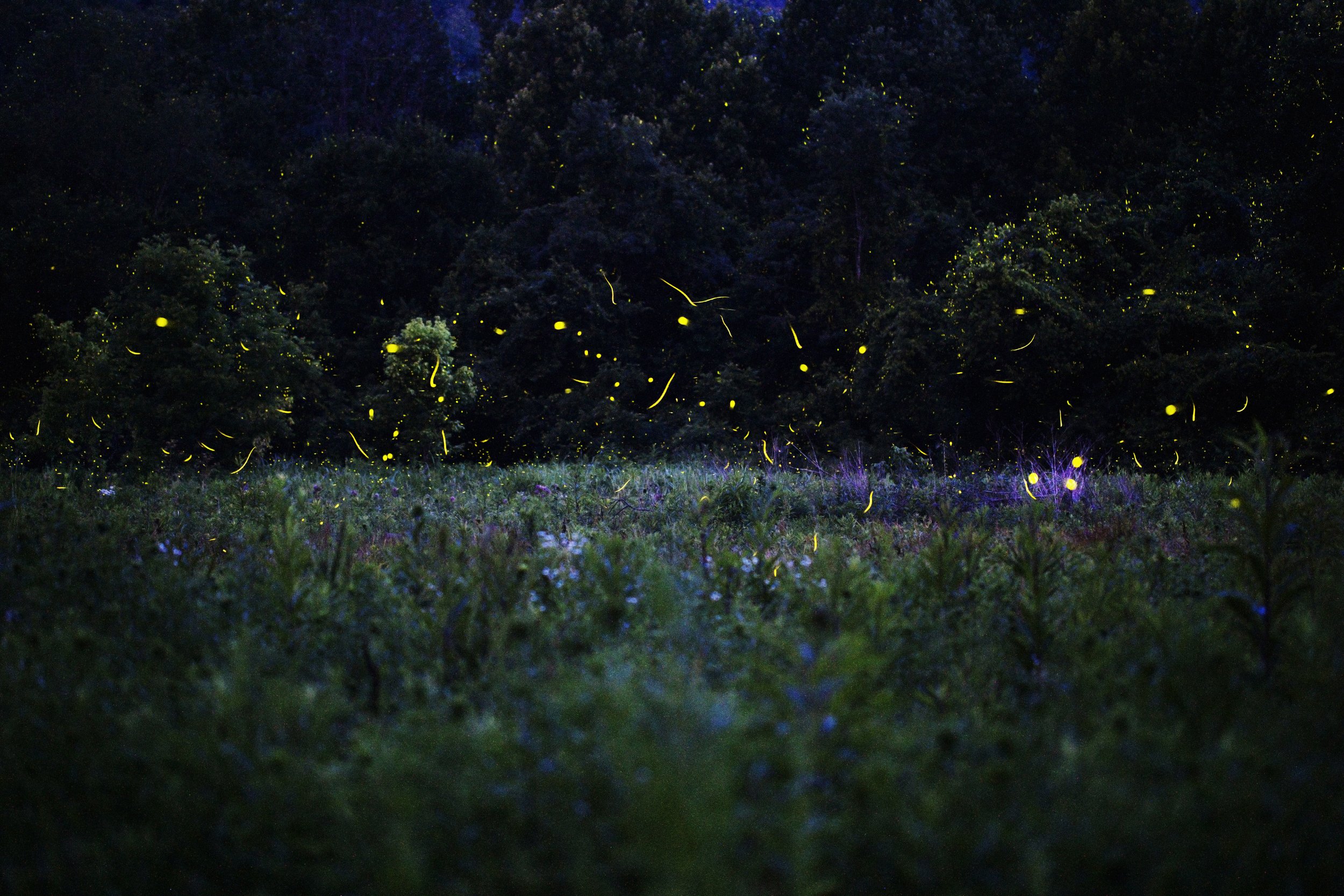   Photinus  and  Photuris  fireflies at dusk, Appalachian Ohio, 2019 