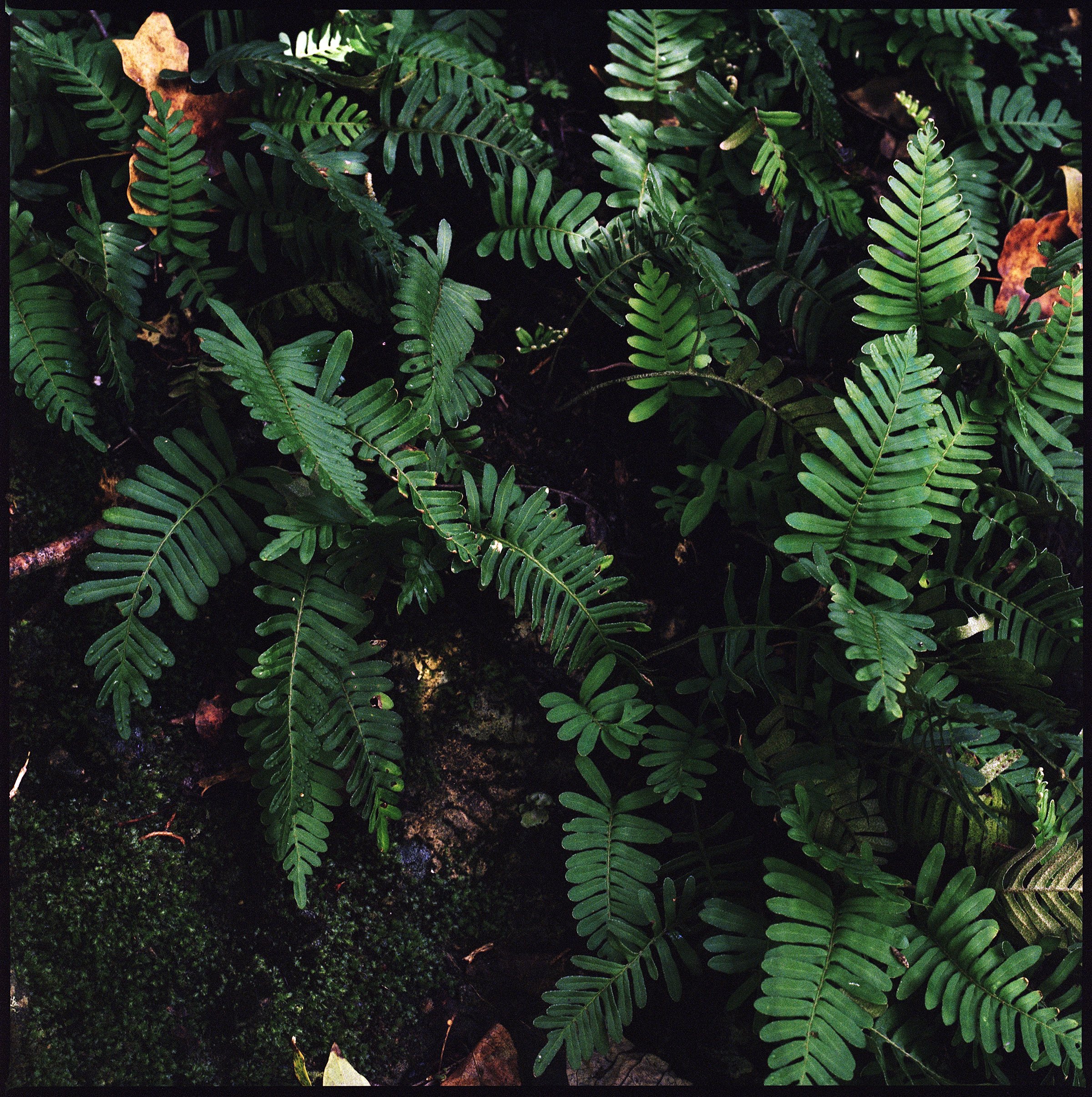   Pleopeltis polypodioides  