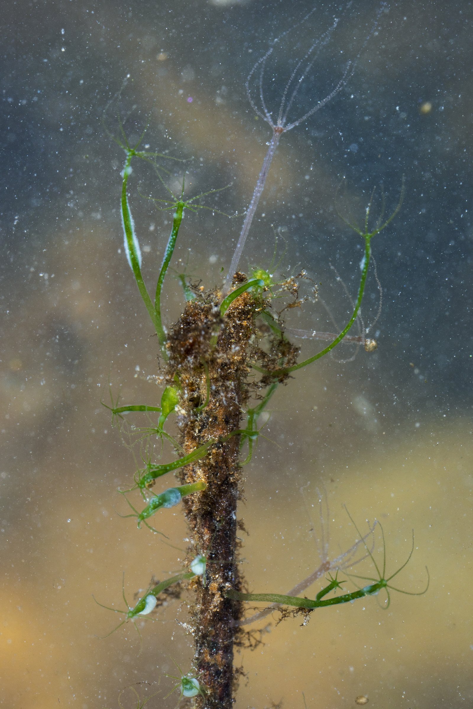   Hydra vulgaris ,  Hydra viridissima    