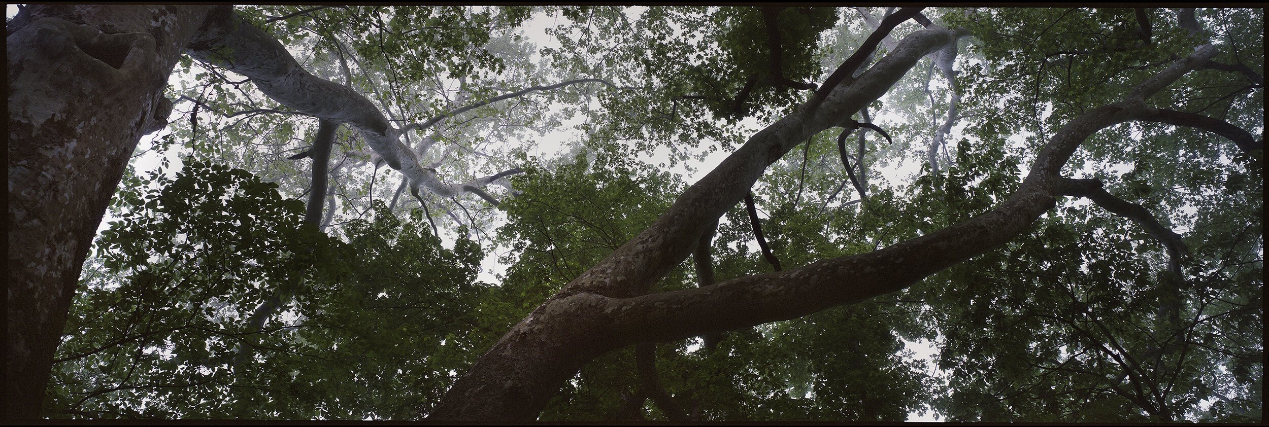   Platanus occidentalis  