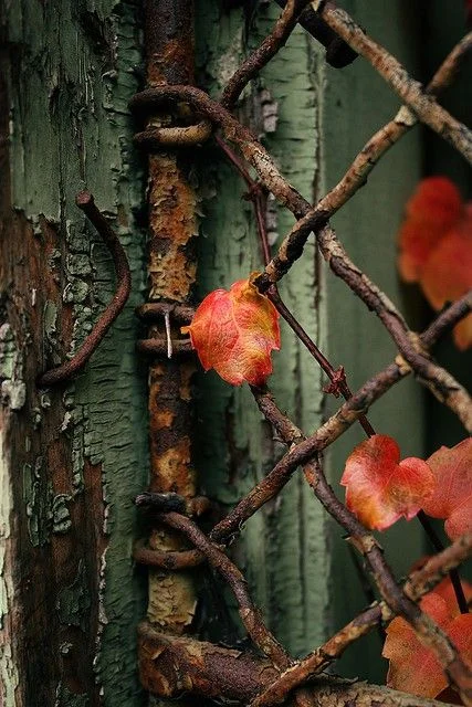 oldvines.jpg