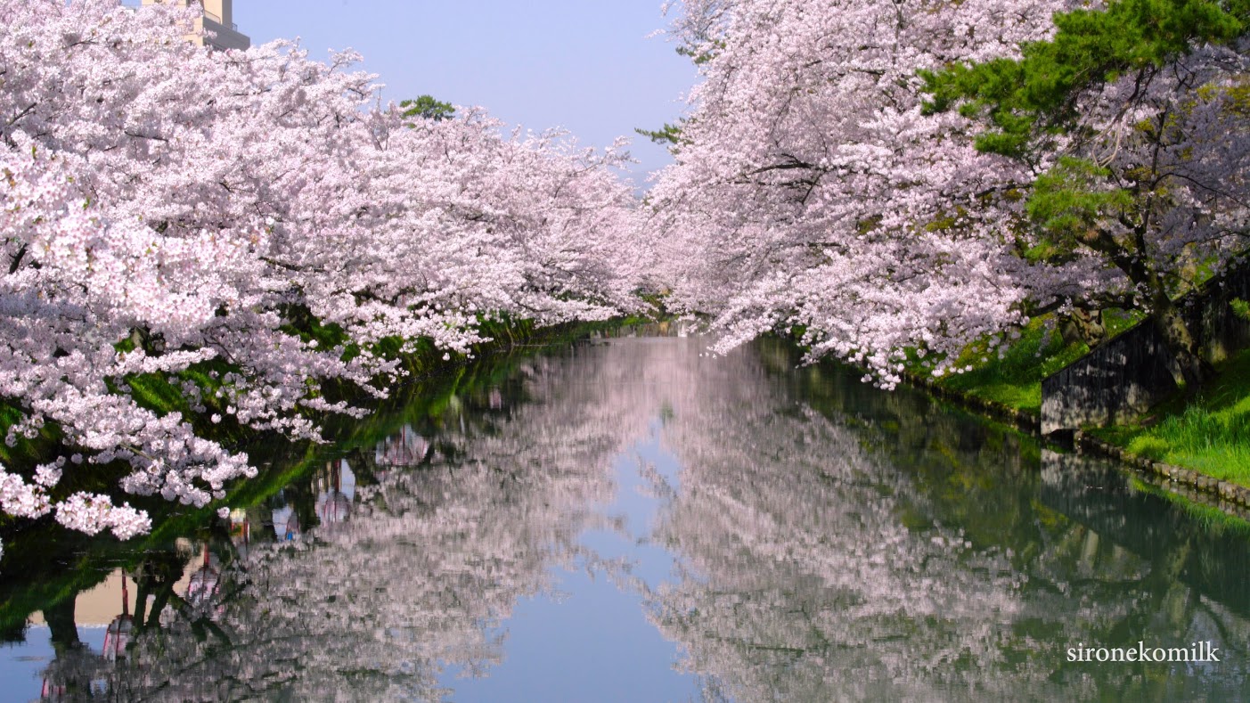 japantrees.jpg
