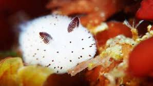 Japanese Sea Slug