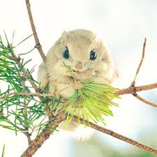 japanesesquirel.jpg