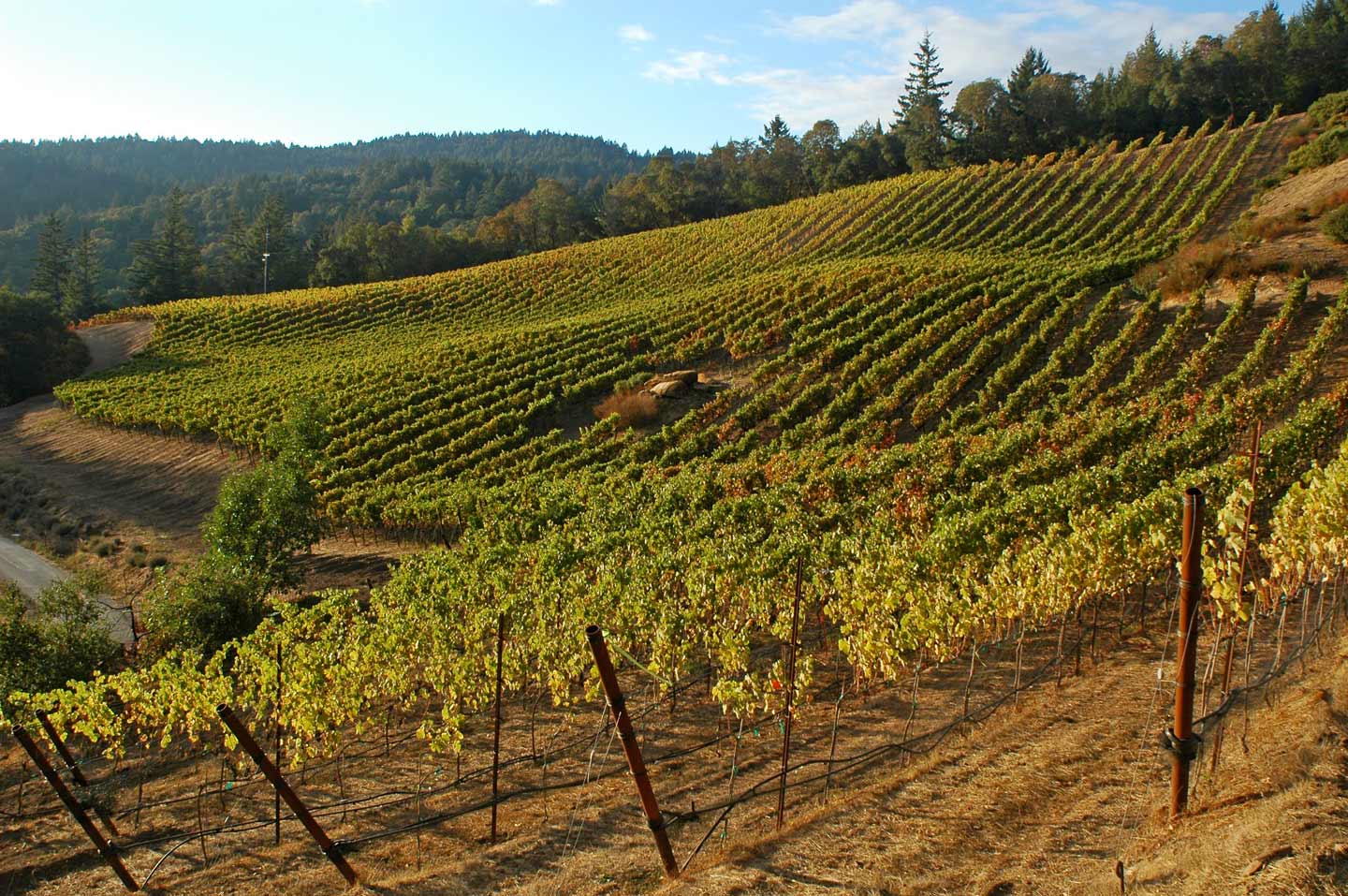 Big Basin Vineyards