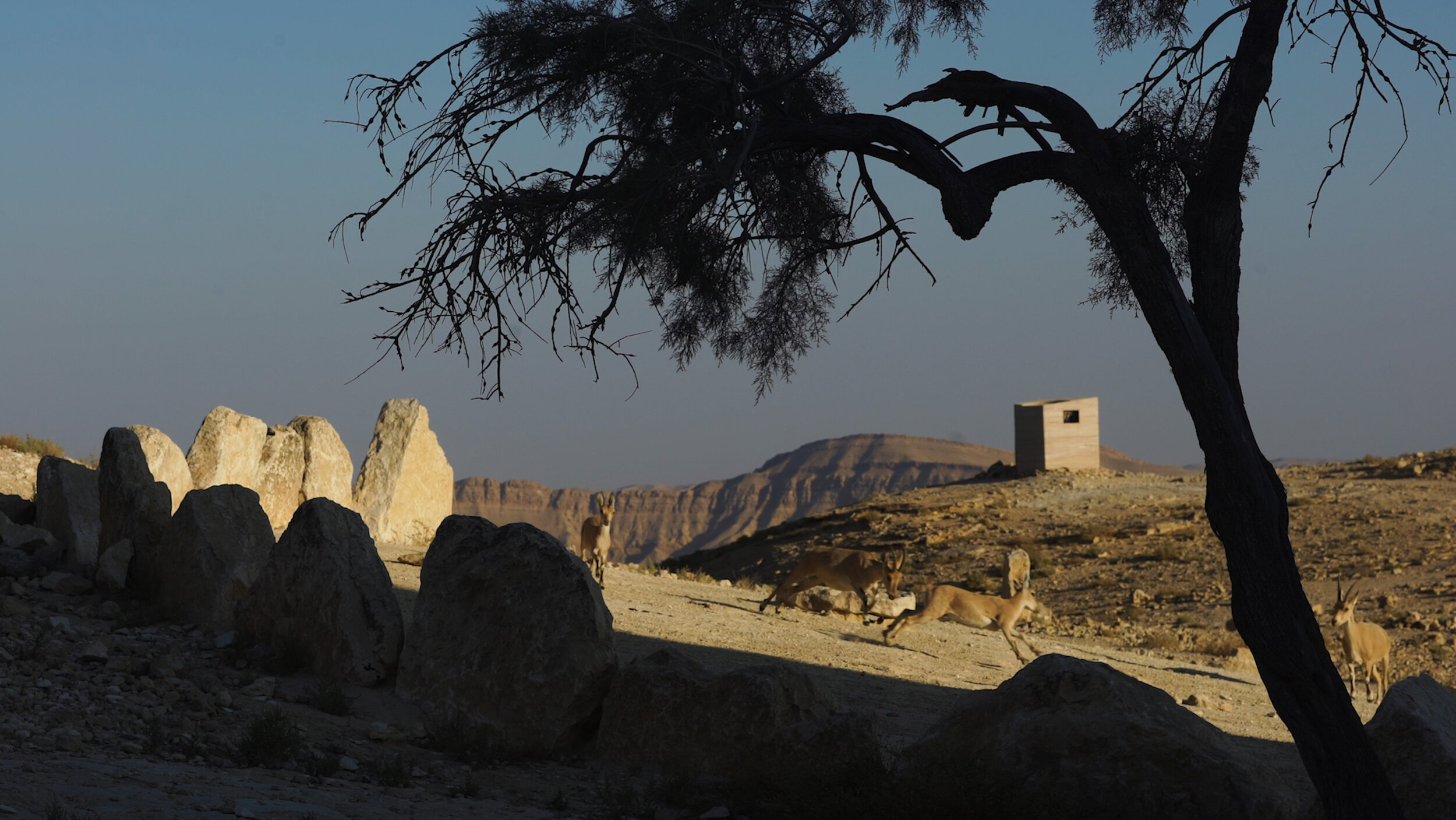 Dan Bronfeld 14 - Afternoon side shot with Animals.jpg