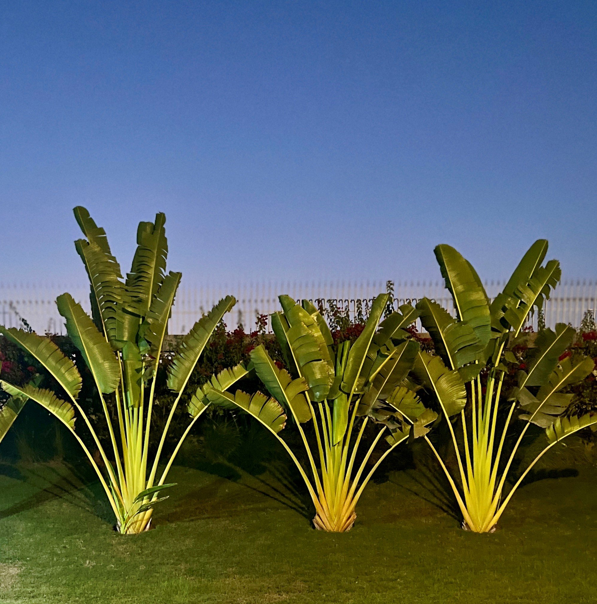 ....Meilleurs Vœux Afexiens..Best AFEX Wishes....