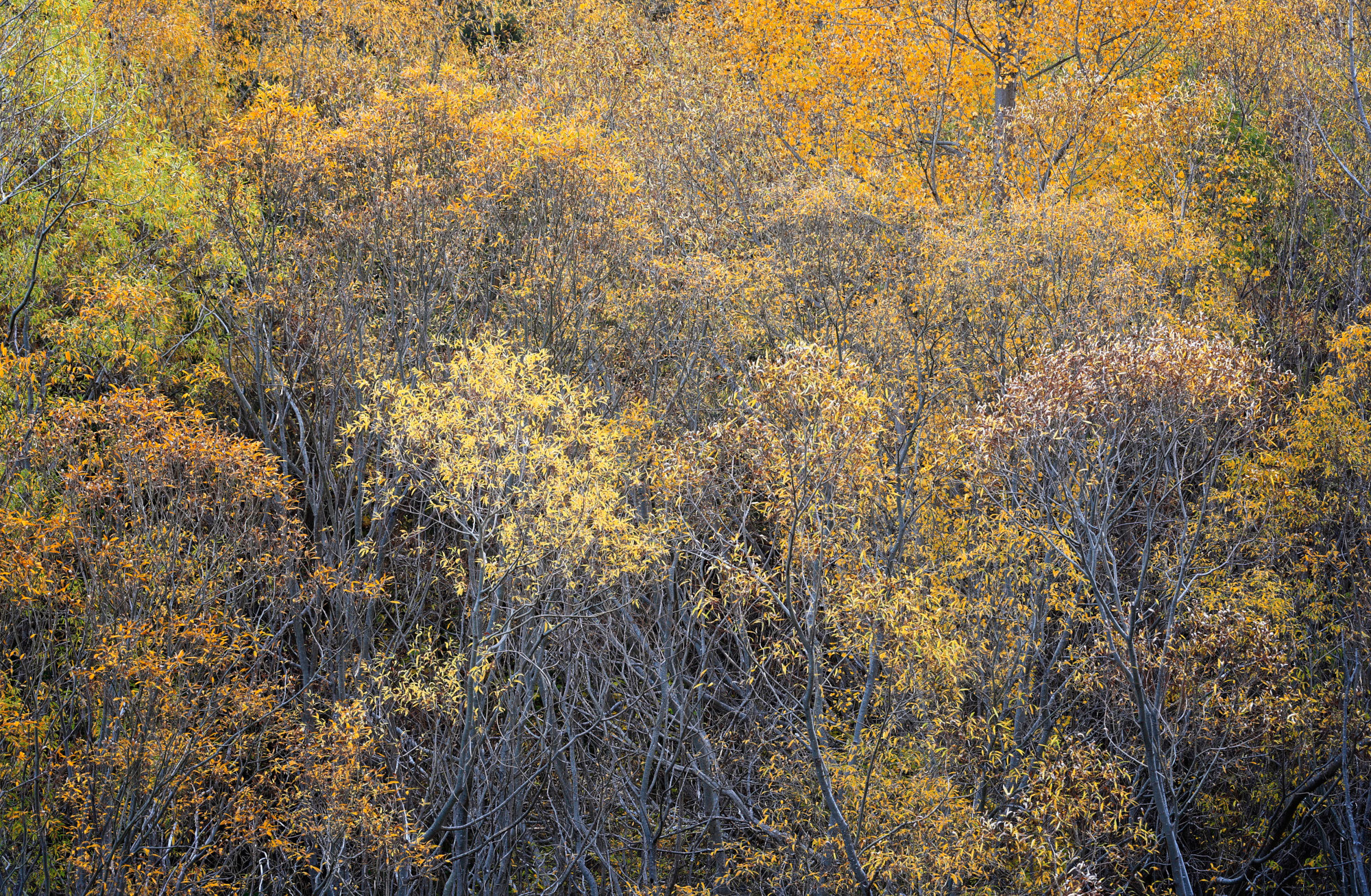 Autumn-II-JR-023-print.jpg