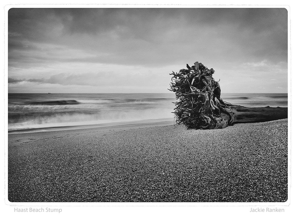 24-Haast-Beach-Stump-Ranken.jpg