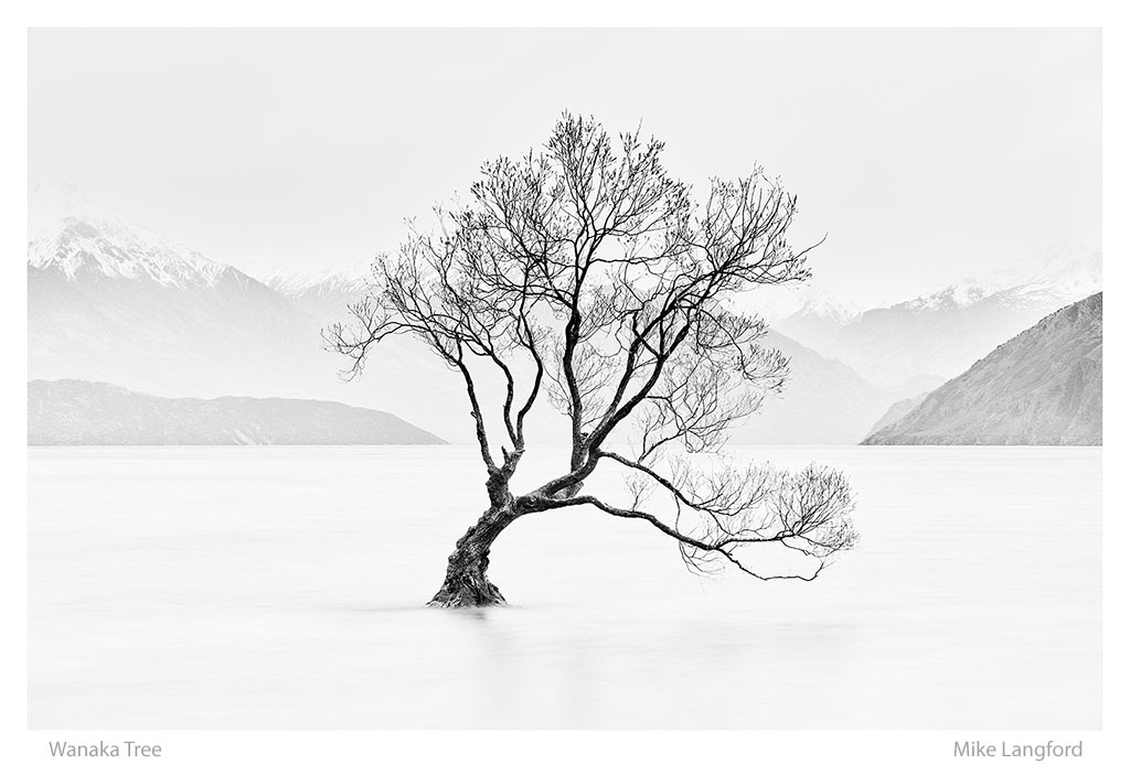 38-Wanaka-Tree-Lanford.jpg