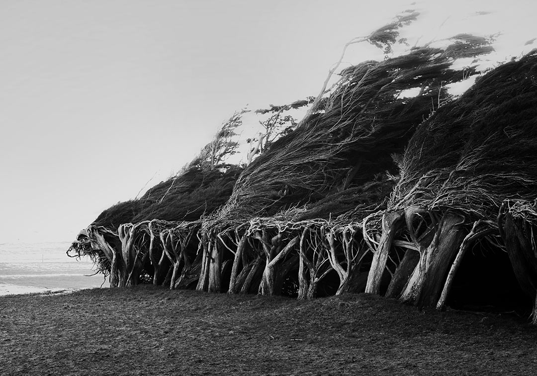 Catlins-Slope-Point-JR--376.jpg