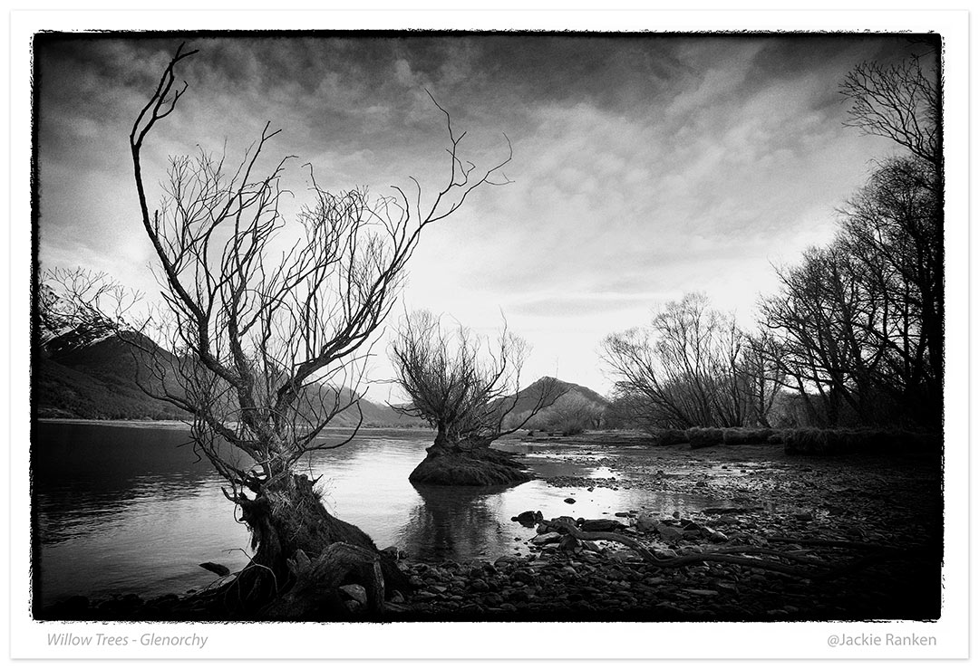 15-Glenorchy-willow-trees-print-56x80.jpg