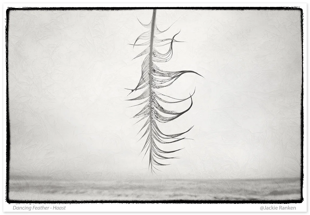 19-Hanging-feather-JR.jpg