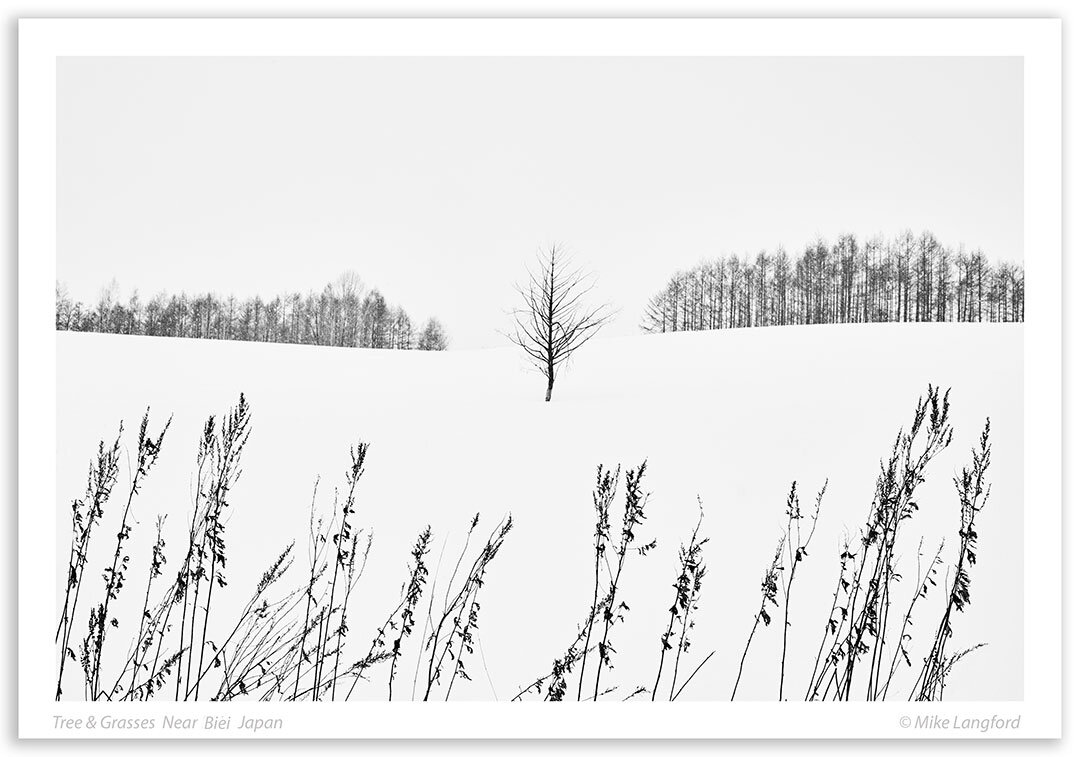 Tree-&-Grasses-Biei.jpg