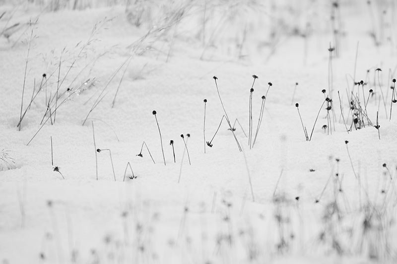 Mackenzie-snow-grass.jpg
